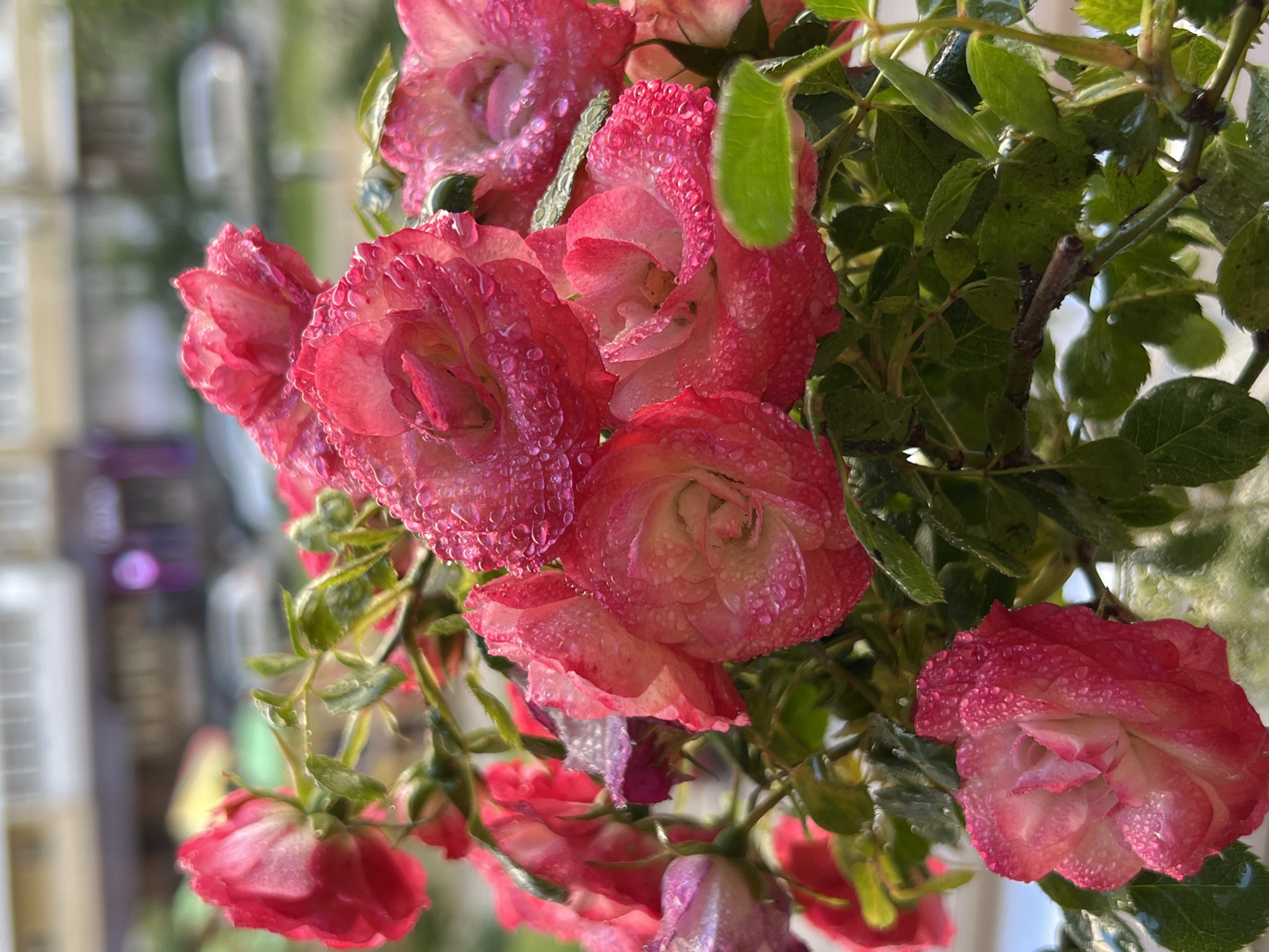 The image captures a detailed close-up of a cluster of blooming roses, exhibiting petals that gradient from vibrant fuchsia at their outer edges to lighter pink and white towards their centers. The flowers and their green leaves are covered with numerous small, reflective water droplets, indicating recent rain or watering. The roses are in various stages of bloom, with several fully open blossoms and some tighter buds visible among the foliage. The background is significantly out of focus, revealing blurred architectural forms consistent with multi-story urban buildings, light in color, under natural daylight. Indistinguishable vehicle shapes are faintly visible on a street or parking area in front of the structures. The scene is set in an urban environment within the city of Krasnodar, Russia. No people or specific human actions are present in the image.