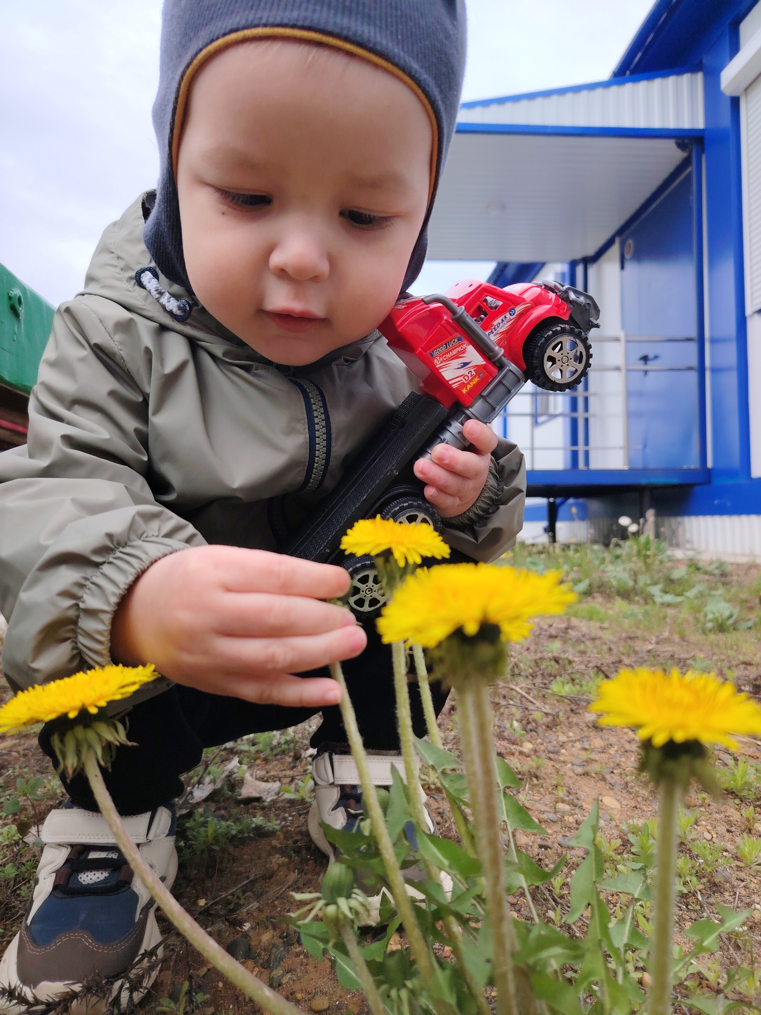 A toddler in Марковский, Russia, wearing a gray jacket and a knit cap, is crouched near a patch of dandelions. He holds a red toy truck in one hand and reaches towards a dandelion with the other. He is wearing sneakers with white Velcro straps. The background includes a building with blue and white paneling. The ground is dirt and sparse vegetation. The sky is overcast.