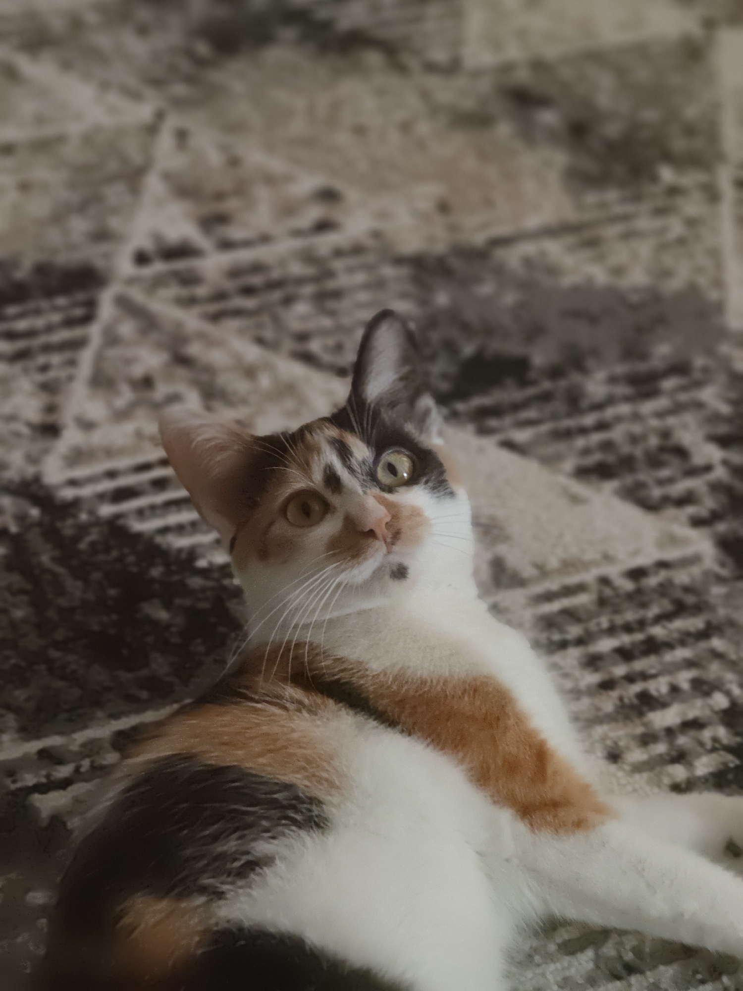 A calico cat with white, orange, and black fur is lying down on a patterned rug. The cat's head is turned to the left, and its eyes are open and looking slightly upwards. The rug has a textured pattern of dark and light brown geometric shapes. The background is blurred, indicating a shallow depth of field. The image was taken indoors, likely in a residential setting. There is no discernible information in the image that would allow for an identification of the specific location in Nowy Dwór Mazowiecki, Poland.