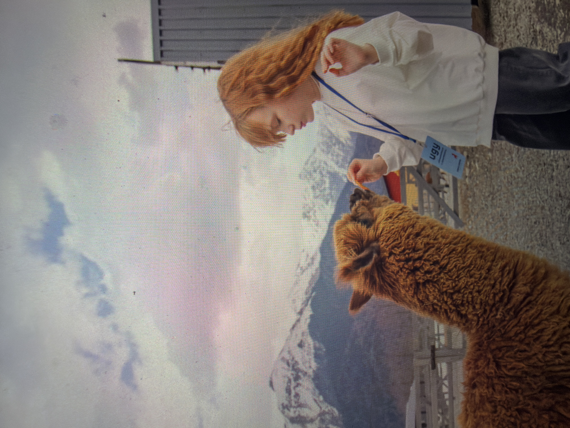 The image portrays an outdoor interaction between a female child and an alpaca. The child, with reddish-orange hair and dressed in a white long-sleeved sweatshirt and dark trousers, wears a blue lanyard with an identification card displaying 'ugy' and a red animal graphic. She is extending a small, orange, elongated food item, held between both hands, towards the alpaca. The alpaca, characterized by its caramel-colored, dense, and textured fur, is positioned with its head near the child's hands, appearing to consume or receive the food. In the background, snow-capped mountains are visible beneath an overcast sky, with distant fence-like structures and a portion of a grey corrugated metal building to the far right. The ground surface is composed of gravel or dirt. This scene is situated in the city of Shumen, Bulgaria.