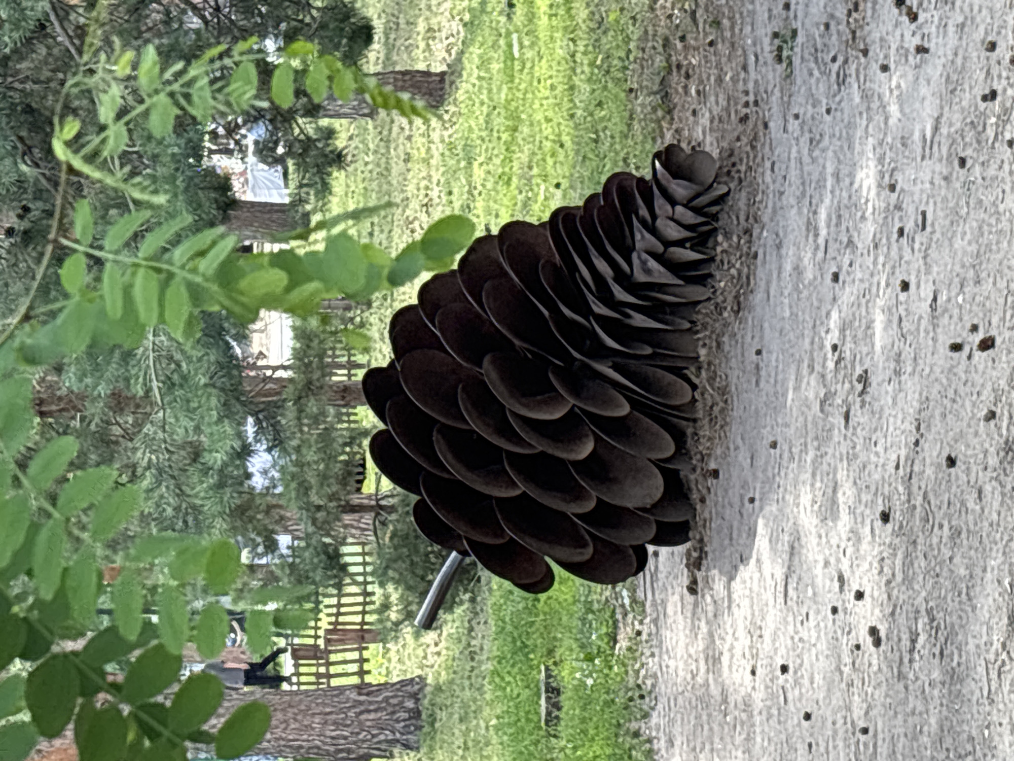 The image captures a large, dark brown, cone-shaped sculpture lying on a gravel path. The sculpture appears to be made of metal, with individual segments layered to mimic a pinecone. A thin, silver-colored rod extends from the wider end of the sculpture. The path is speckled with small, dark debris. In the background, a lush green lawn is visible, interspersed with trees. A wooden fence with vertical posts runs across the middle ground. Behind the fence, two individuals are partially visible, one in a gray shirt and dark pants, the other in dark clothing. The scene is set outdoors, under dappled sunlight, with green leaves from overhanging trees framing the top of the image. The location is stated to be Alexandrovka, Russia.