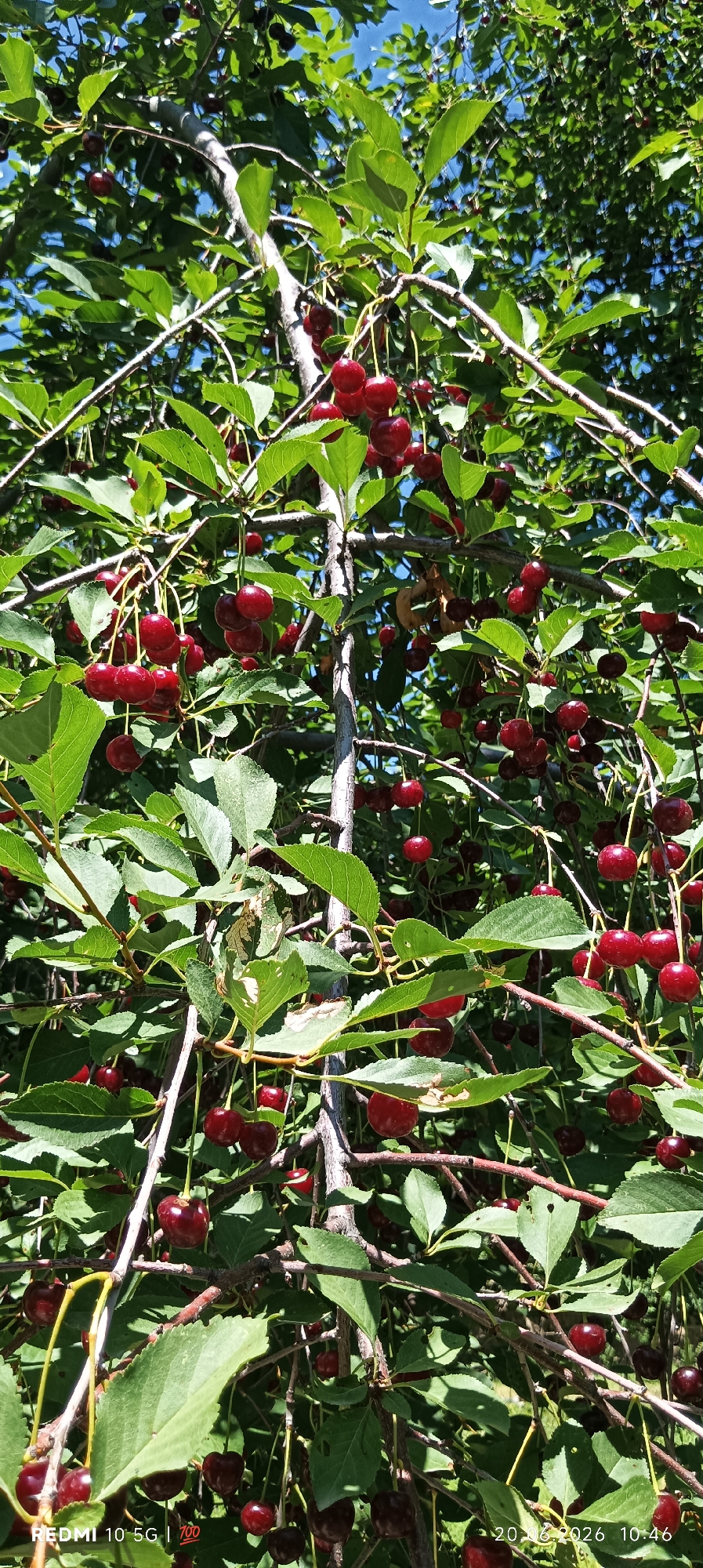 The image shows a close-up view of a cherry tree heavily laden with ripe, dark red cherries. The cherries are clustered on branches, hanging from thin stems, and are interspersed with green leaves. The lighting suggests it is daytime, with sunlight filtering through the foliage and illuminating the fruit. The branches are brown and appear somewhat gnarled, typical of a mature tree. The background consists of more green leaves and some glimpses of a bright blue sky. The overall impression is of an abundance of fresh fruit on a tree in a natural, outdoor setting. While the image is captioned with "REDMI 10 5G | 700" and a date "20 06 2026 10:46", indicating it was taken with a Redmi 10 5G phone on June 20, 2026, at 10:46 AM, there is no information within the image itself that places it specifically in Zaamin, Uzbekistan.