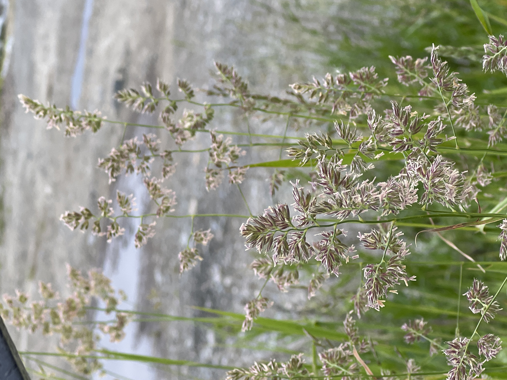 This is a close-up, vertical, outdoor photograph of a grassy field with a body of water in the background. The grass is the primary subject, with several stalks of flowering grass in focus. The flowers are feathery and have a reddish-purple and white coloration. Some of the grass stalks are a vibrant green, while others are more muted. The background consists of a grayish, textured surface that appears to be a body of water, possibly a pond or a river, with some reflections visible. The lighting is soft, suggesting an overcast day or early morning/late evening. There are no people or man-made structures visible in the frame. Based on the visible vegetation and environmental cues, the location could be a park or natural area within Yekaterinburg, Russia.