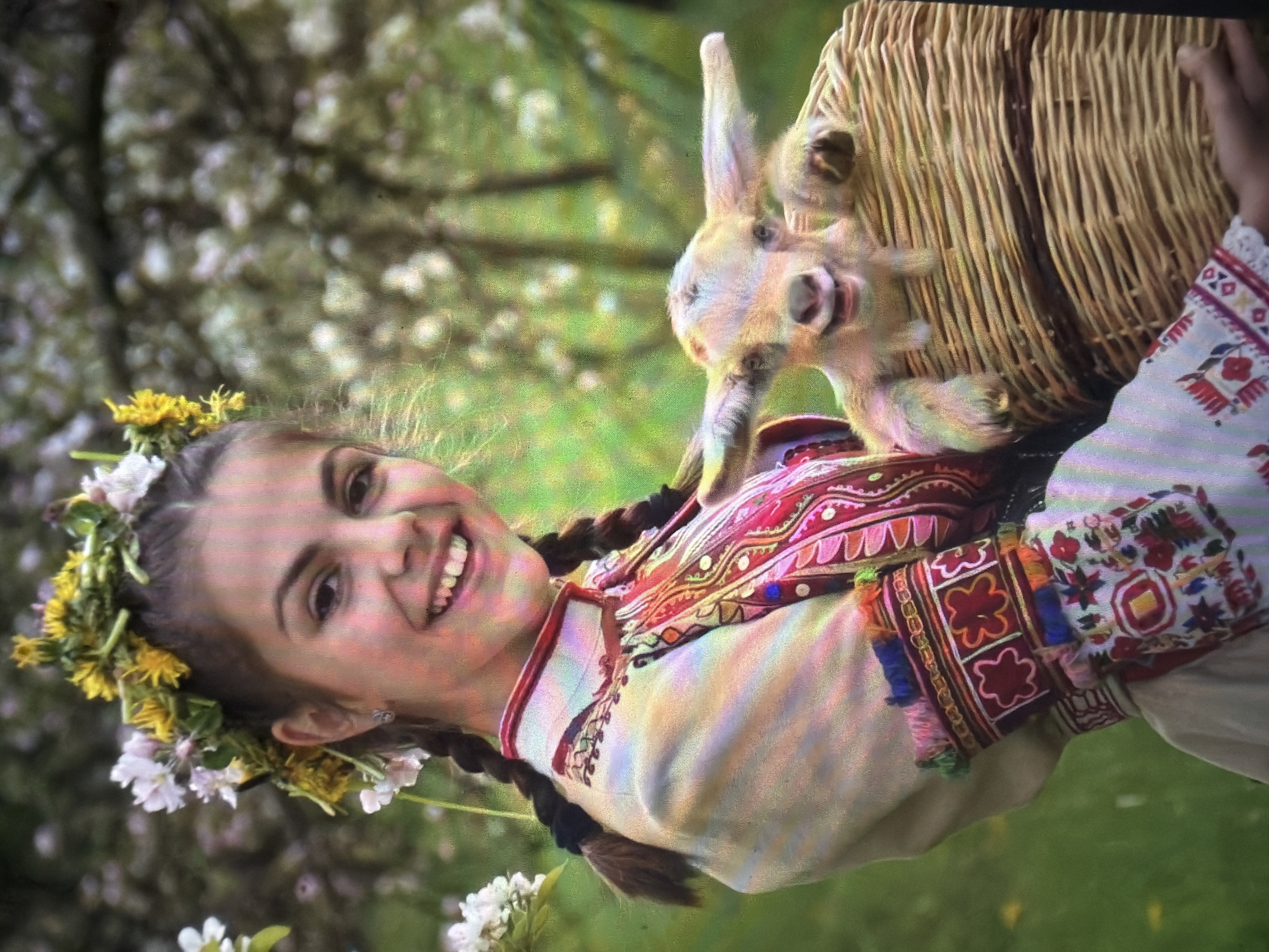 An outdoor scene in Shumen, Bulgaria, features a young female subject holding a woven wicker basket containing a small, light-colored goat kid. The female, appearing to be a young adult, has dark hair styled in two braids and wears a wreath of yellow dandelions and white blossoms on her head. She is clad in traditional Eastern European attire, characterized by a cream-colored garment with extensive colorful embroidery on the collar, chest, and cuffs, featuring red, pink, green, and blue patterns. She is smiling broadly, directly at the viewer. The goat kid, also appearing to smile with an open mouth, has large ears and light-colored fur, resting its front hooves on the rim of the basket. The background is softly blurred, displaying green foliage and trees with white blossoms, indicating a spring or early summer setting.