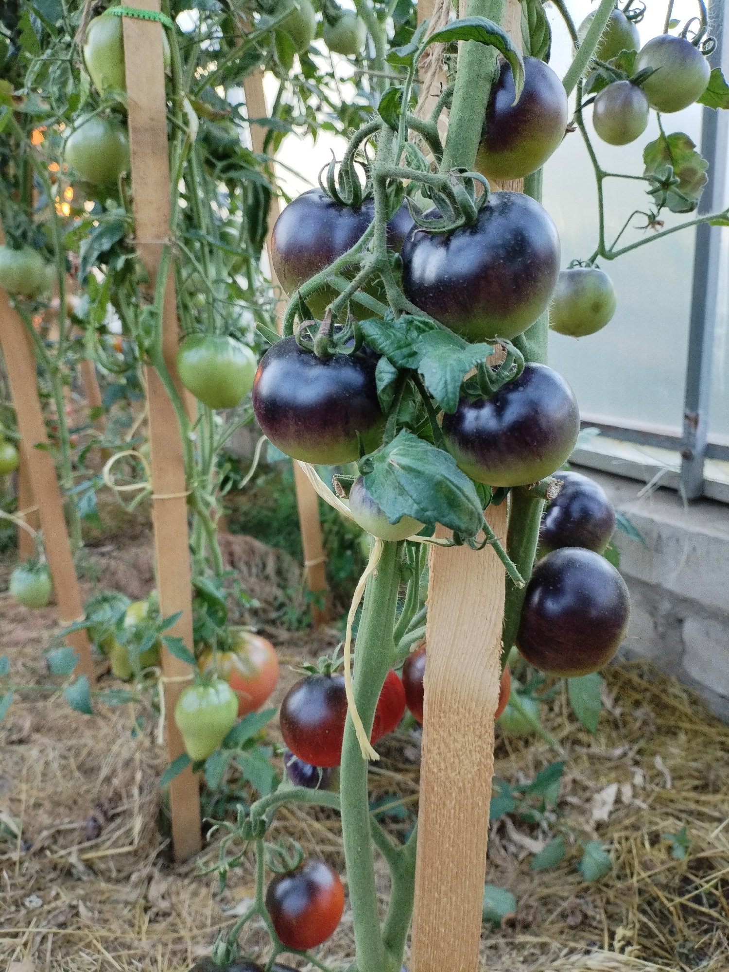A close-up, vertical shot captures a tomato plant laden with dark purple and green tomatoes, supported by wooden stakes. The tomatoes range in color from a deep, almost black-purple to lighter shades of green, with some showing hints of red. The plant's stems and leaves are a vibrant green, with some leaves showing signs of wilting. The background is blurred, suggesting an outdoor setting, possibly a greenhouse or garden, with dry straw-like material on the ground. The lighting appears to be natural, coming from the side and slightly from above, creating soft shadows on the tomatoes. The overall scene depicts a bountiful harvest in a cultivated environment, likely in Bialynichy, Belarus, given the context.
