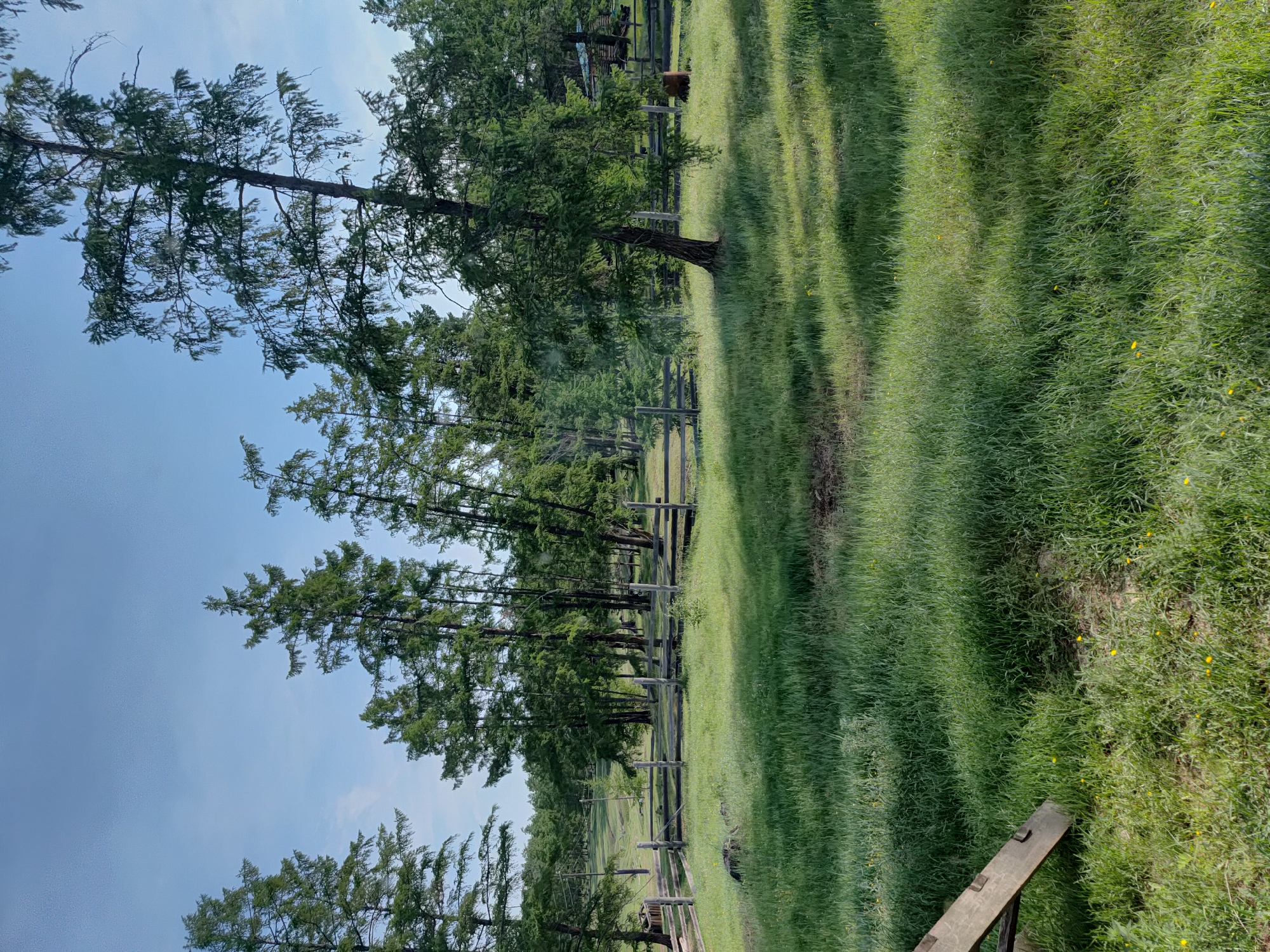 The image depicts a sunlit, grassy clearing with a wooden fence in the middle ground, characteristic of a rural setting in the village of Betjuntcy, Russia. Tall, coniferous trees dominate the background, their branches reaching towards a clear blue sky with minimal cloud cover. The foreground is covered in lush, green grass, interspersed with small yellow wildflowers. A rough, wooden structure, possibly a ramp or a part of a building, juts in from the lower left corner. The fence is constructed from rough-hewn logs and posts, creating a rustic barrier across the landscape. Shadows from the trees are cast across the grass, indicating it is likely daytime and sunny. There are no people or animals visible in the scene. The overall impression is one of a peaceful, natural environment.