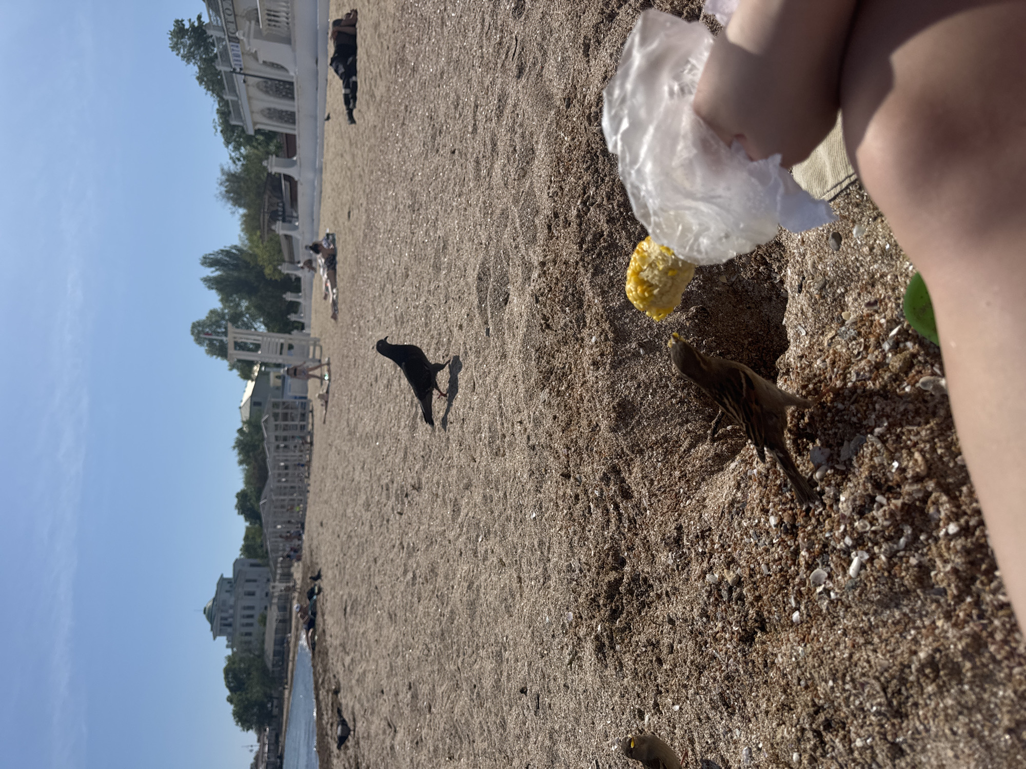 The scene is on a beach in Yevpatoriya, Ukraine. In the foreground, a person's legs are visible, holding a clear plastic bag with a corn cob inside. A sparrow is near the bag. In the background, a black bird is walking on the sand. Further back, people are lounging on the beach, and buildings are visible along the coastline. The sky is blue.