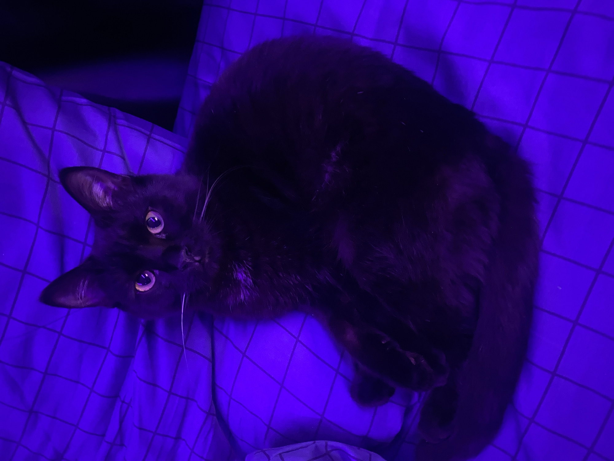 A black cat is depicted curled up on a bed, illuminated by strong purple-blue light. The cat's head is lifted and turned towards the viewer, displaying bright, watchful eyes and long white whiskers that stand out against its dark fur. Its sleek body is tucked into a compact, resting position on the patterned bedding. The sheet or duvet cover beneath the cat features a grid or check pattern, entirely saturated in the vibrant purple light. The overall ambiance is dark, suggesting a nighttime or low-light indoor setting, likely a bedroom. The location context provided is Izhevsk, Russia. No text is visible in the image.