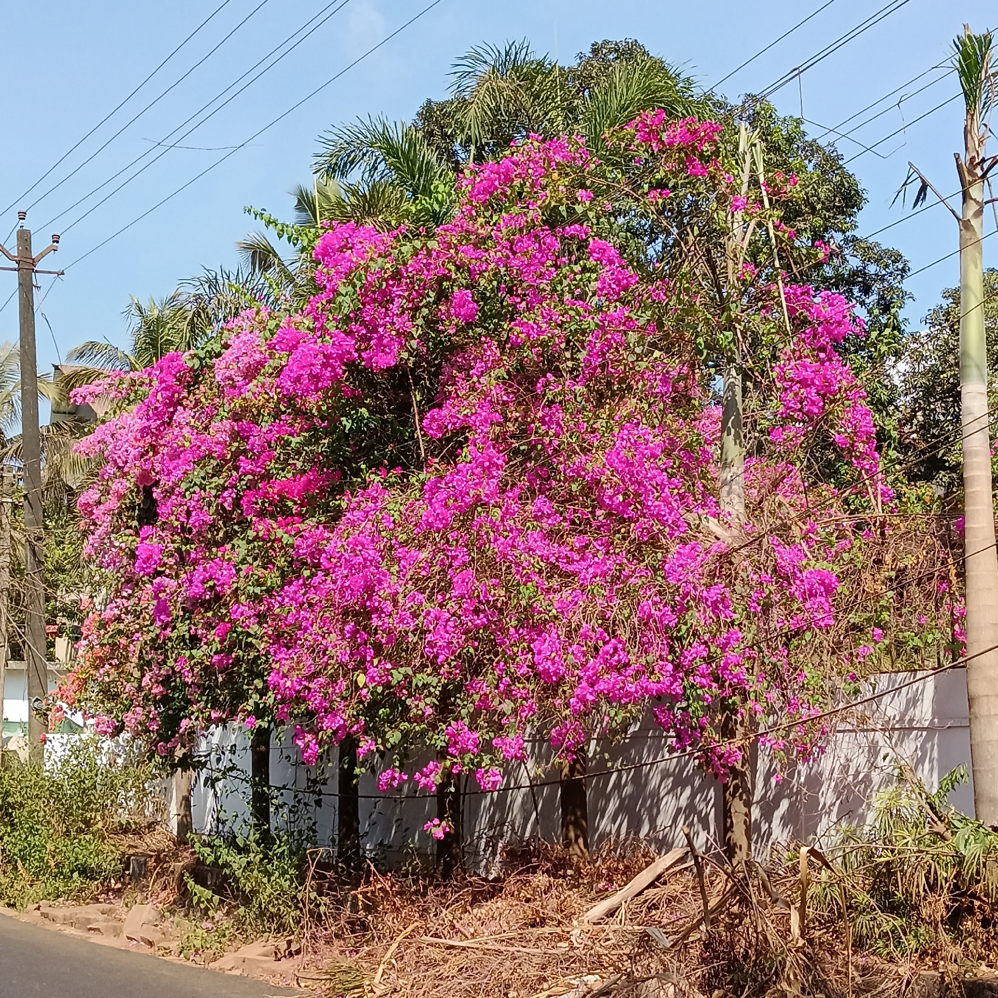 The scene is an outdoor shot taken in Assagao, India, featuring a large bougainvillea bush with vibrant pink flowers cascading over a white wall. The wall appears to be a boundary marker between a street and a property. At street level, the ground is littered with dry leaves and debris. The sky is clear and blue. Utility poles with wires run along the roadside. Behind the bougainvillea, there are other trees, including palms, creating a layered backdrop of greenery. The lighting is bright, casting shadows along the wall and on the ground. There are no people visible in the image.