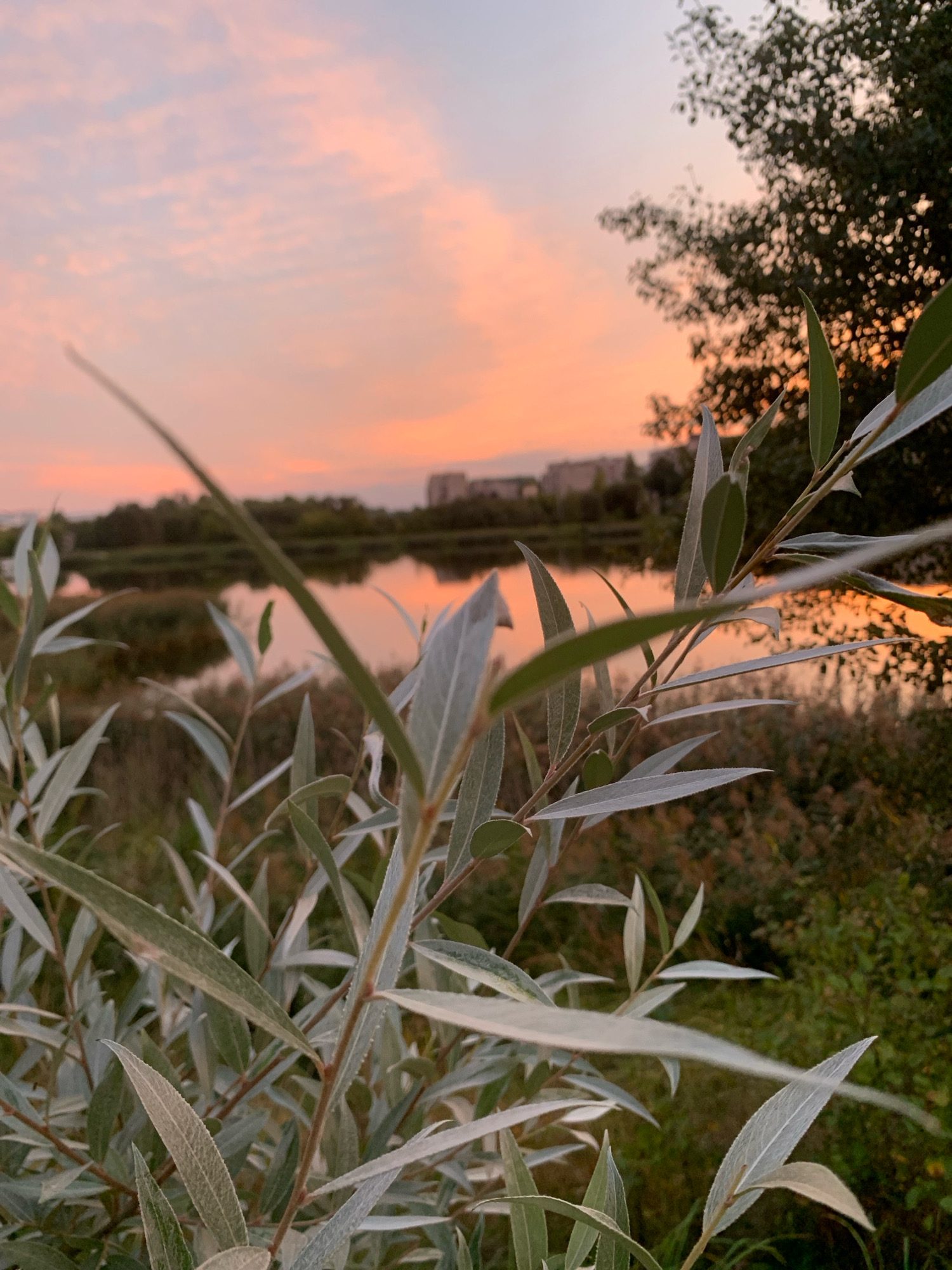 The image depicts a serene natural scene at dusk, likely in the city of Kapyĺ, Belarus, given the context provided. In the foreground, a branch with elongated, pale green leaves extends from the right side of the frame, partially obscuring the background. The leaves are delicate and appear slightly fuzzy, with visible veins.
Beyond the foliage, a body of water, possibly a lake or river, reflects the soft, warm hues of the sunset. The water's surface is calm, creating a mirrored effect of the sky and distant landscape. The sky itself is a canvas of soft pinks and oranges, transitioning into a pale blue at the top, with wispy clouds scattered across it.
In the middle ground, a strip of dense vegetation, likely reeds or tall grasses, lines the edge of the water. Further in the distance, on the opposite bank of the water, a line of trees forms a dark silhouette against the vibrant sky. A few indistinct buildings, appearing as rectangular shapes, are visible nestled among the trees, suggesting the presence of a settlement or town.
On the far right edge of the image, the dark, textured foliage of a tree branches out, its leaves rendered as a bokeh effect against the softer sky. The overall impression is one of peaceful transition from day to night, characterized by muted colors and natural elements. There are no people or animals visible in the scene. The focus is on the interplay of light, water, and vegetation.