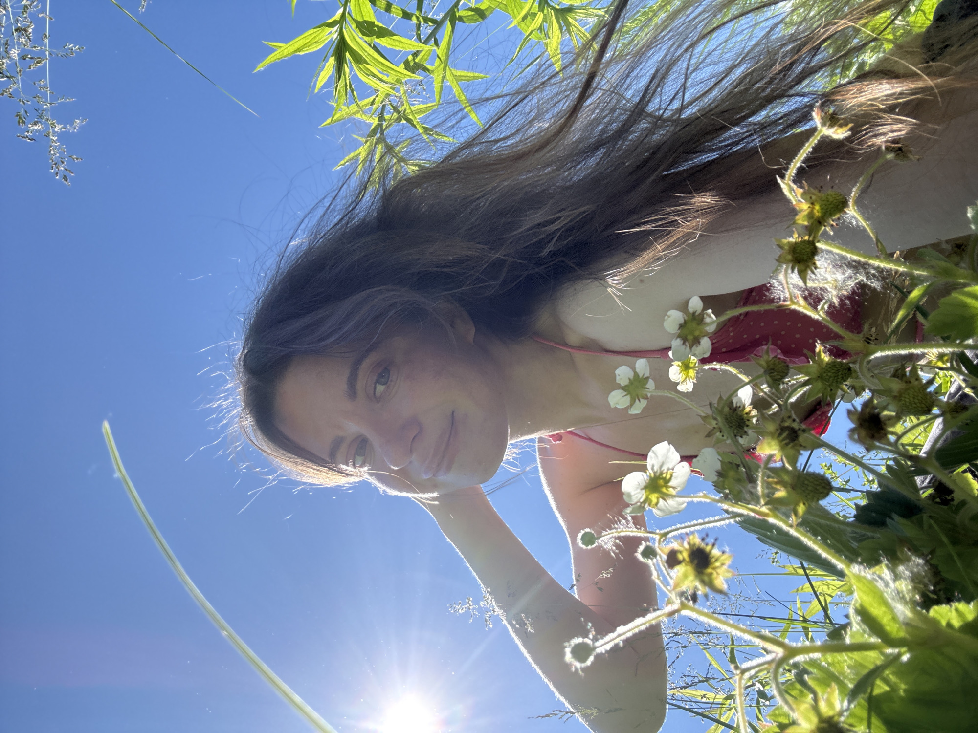 A low-angle, close-up, outdoor, daytime, selfie-style portrait of a young adult female with long, brown hair, wearing a red polka-dot bikini top. She is positioned amidst wild strawberry plants in a field under a bright blue sky. The sun is shining intensely from the upper left, creating lens flare. The woman has her left arm raised, with her hand resting on the back of her head, and she is looking directly at the camera with a slight smile. Her hair is blowing to the right, obscuring part of the frame. The foreground is filled with green leaves, stems, and white strawberry blossoms, with some developing green berries visible. The background consists of a clear blue sky and some tall grass. The scene appears to be in a natural, undeveloped area, consistent with the outskirts of Chaikovsky, Russia, possibly a field or meadow.
