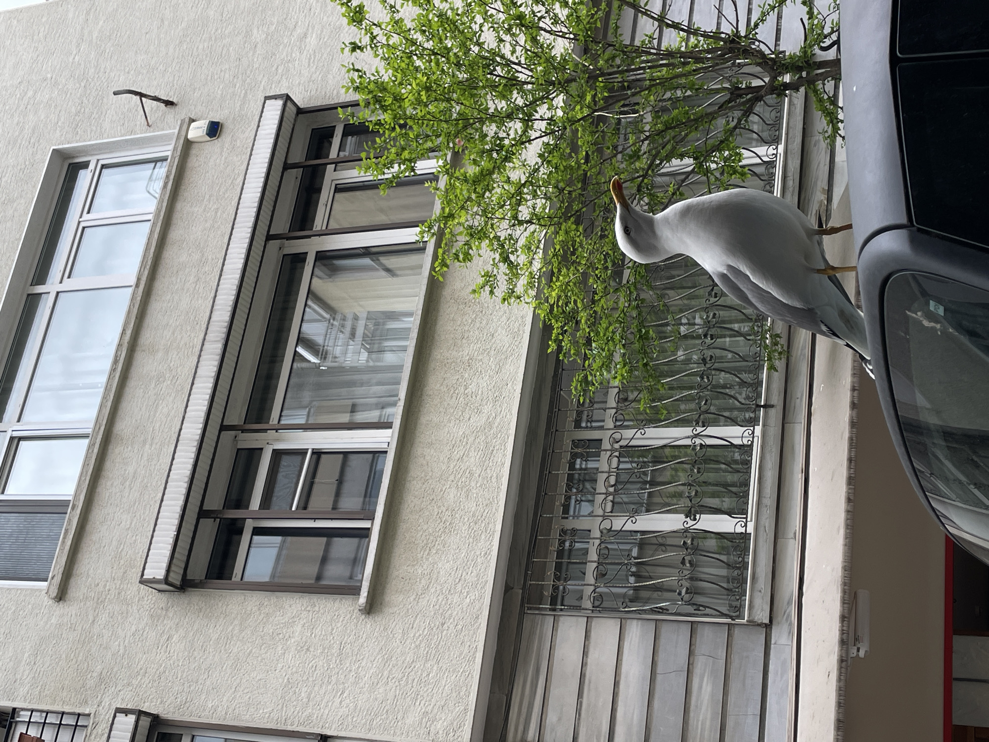 The image captures a building facade in Kadıköy, Turkey. The exterior wall is a light beige color with a textured finish. Three windows are visible, each framed in white. The middle window features additional security bars. A tree with green foliage obscures part of the view, appearing near the rightmost window. Perched on a black car's side mirror is a seagull, turned towards the building. The car is parked very close to the building.