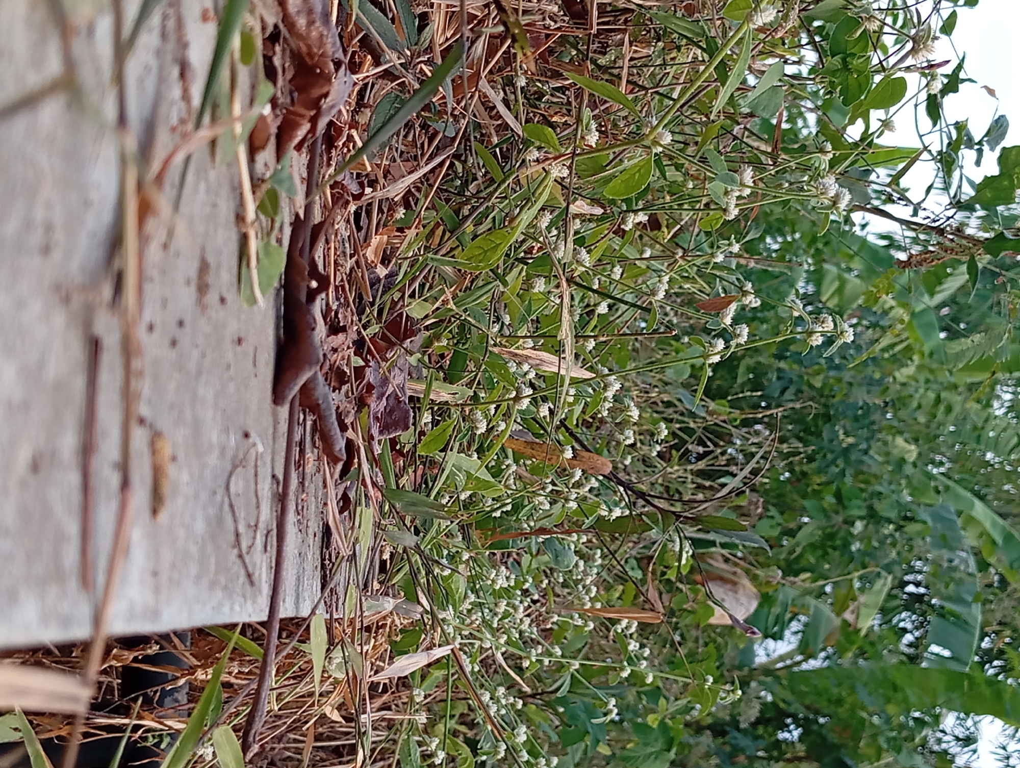 The image shows a close-up, low-angle view of dry leaves and grasses growing over a concrete ledge. The ledge is rough and weathered, with some dirt and debris visible on its surface. In the background, there are lush green plants and trees, suggesting a natural or semi-natural environment. The overall impression is one of nature reclaiming man-made structures, with a sense of organic growth and decay. The scene is likely located outdoors, possibly in a park, garden, or along a roadside in a tropical or subtropical region, consistent with the environment of Karang Jati, Indonesia. There are no people or discernible human activity in the image.