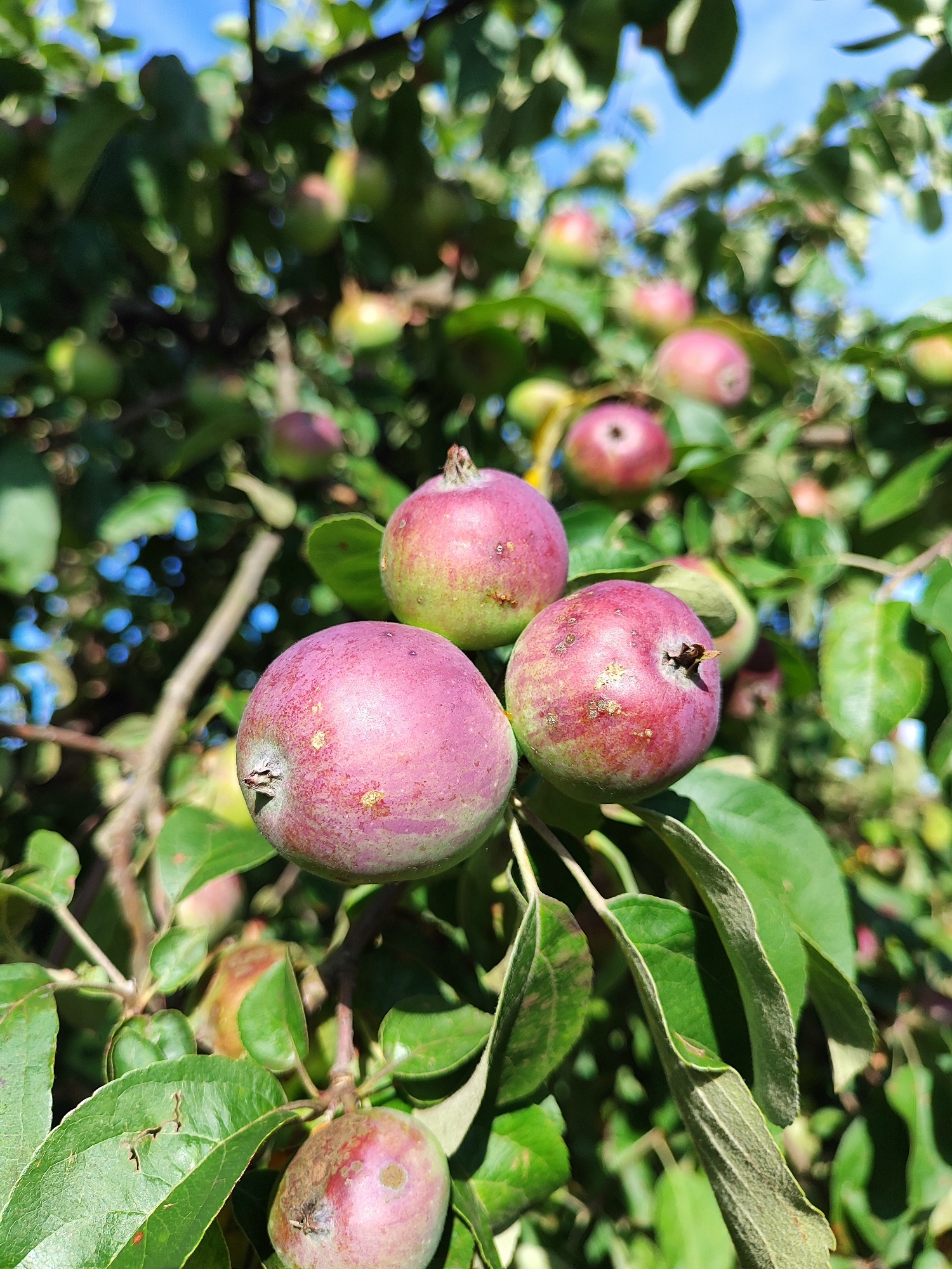 This is a close-up, low-angle, vertical shot of several ripe apples hanging from a tree branch. The apples are predominantly pink and red with some green and yellow undertones, and they are clustered together. The leaves of the tree are a vibrant green, and some appear slightly dry or damaged. The background is softly blurred, showing more green foliage and patches of bright blue sky. The scene is outdoors, likely in an orchard or backyard in Лёзненскі сельскі Савет, Belarus, indicated by the commonality of apple trees in the region and the typical rural landscape. There are no people or animals visible in the frame, and the focus is entirely on the fruit and foliage.