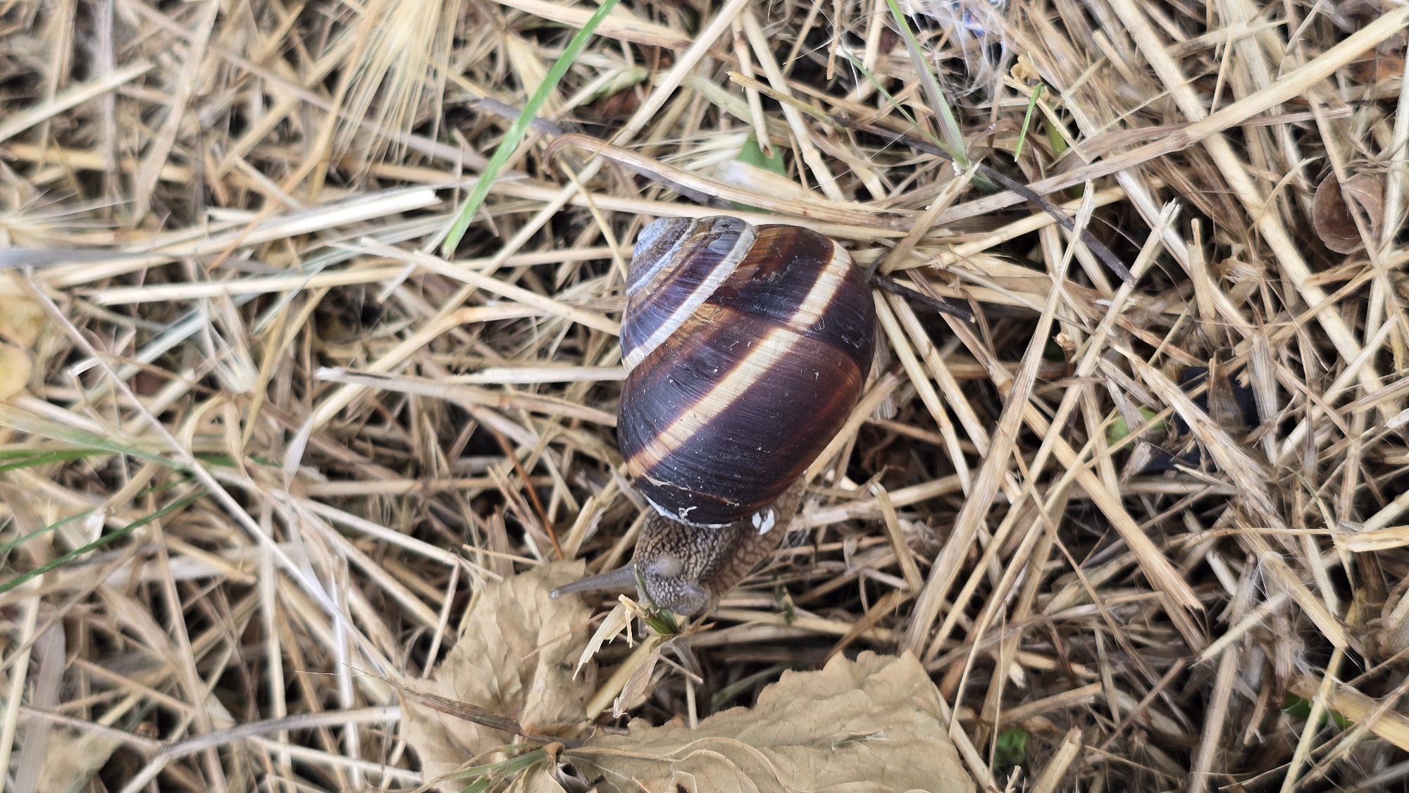 A close-up, high-angle shot captures a snail with a brown and tan striped shell moving across a surface covered in dry, light-brown grass and some dry, brown leaves. The snail's head and one antenna are visible, extended forward as it progresses. The shell is spiraled and has distinct alternating stripes of dark brown and lighter tan. The surrounding environment is entirely composed of dry, thin blades of grass, with a few scattered dry leaves, suggesting an outdoor setting, possibly a garden or park area. The lighting is natural, indicating it was taken during daylight. The image does not contain any elements to suggest a specific location within Krasnodar, Russia.