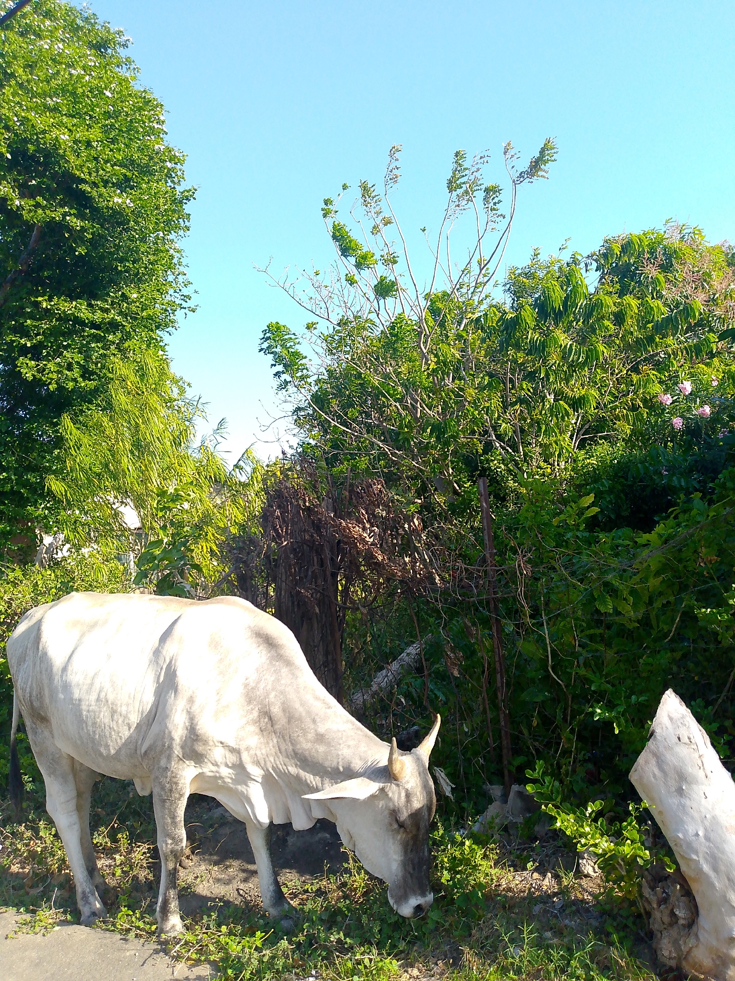 A cow grazes near foliage in Juan Griego, Venezuela. The light-colored cow stands near a paved surface, with a head lowered towards the green vegetation. Behind the cow, there is a mix of trees, bushes, and a weathered fence. A section of a tree trunk appears on the right side of the frame. The sky is blue and mostly clear.