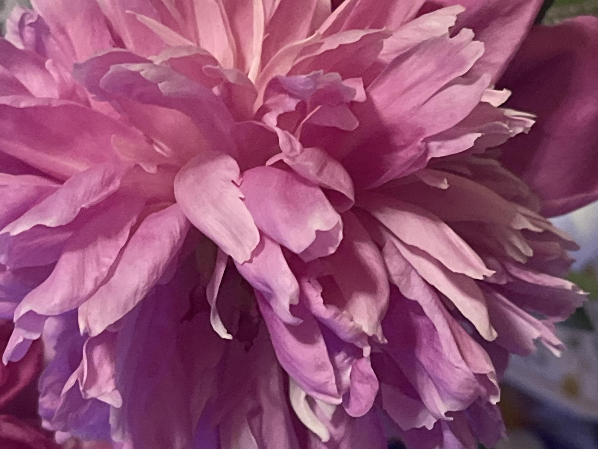 This is a close-up, high-angle shot of a vibrant pink peony flower. The petals are ruffled and layered, creating a sense of depth and texture. The lighting highlights the delicate folds and curves of the petals, with some areas appearing brighter and others in shadow. The background is softly blurred, focusing all attention on the intricate details of the flower. There is no indication of a specific location in Minsk, Belarus.