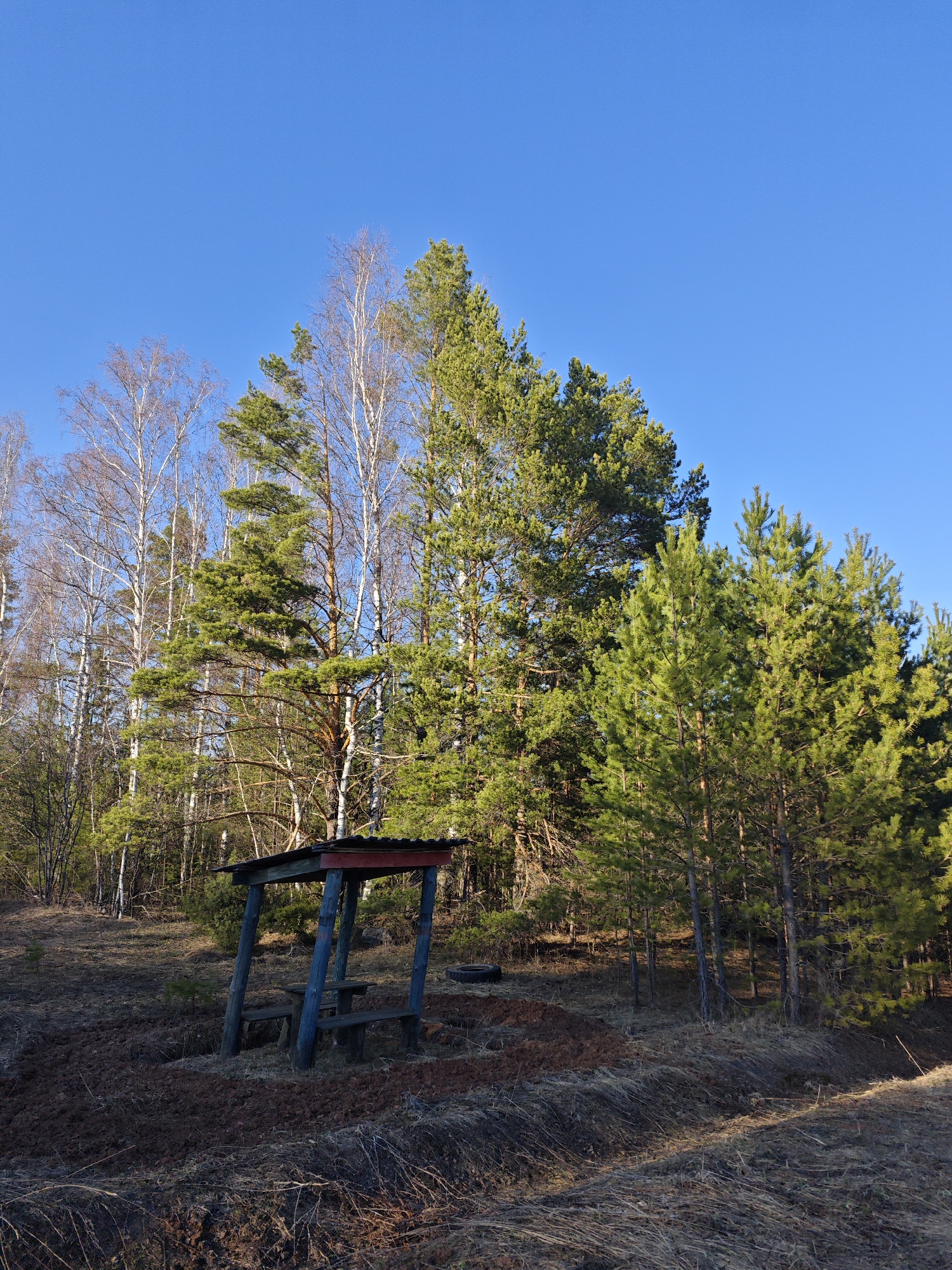 This image captures a serene, sunlit forest edge or clearing in Chaikovsky, Russia, likely during late afternoon or early morning.
In the foreground, a rustic, weathered wooden shelter stands prominently. It features a corrugated metal roof, support posts painted a faded blue, and a horizontal beam painted a dull red. Inside the shelter, a simple wooden table with benches provides a resting spot. To the right of the shelter, a dark object resembling an old tire is partially visible on the ground.
The surrounding area is characterized by a mix of tall trees. On the left and behind the shelter, numerous birch trees display their distinctive white bark and bare, slender branches, suggesting early spring or late autumn before full leaf-out. To the right and also interspersed among the birches, a dense collection of vibrant green pine trees stands tall, some appearing young and bushy, others mature with long trunks.
The ground is covered with dry, light brown grass and undergrowth, interspersed with patches of dark, disturbed earth, particularly in the foreground near the shelter. Long shadows stretch across the ground on the right side of the image, indicating the low angle of the sun. The sky above is a clear, bright blue, devoid of clouds.
No people are present, and there is no visible text. The scene evokes a sense of quiet wilderness, possibly a designated rest stop or observation point within a natural setting.