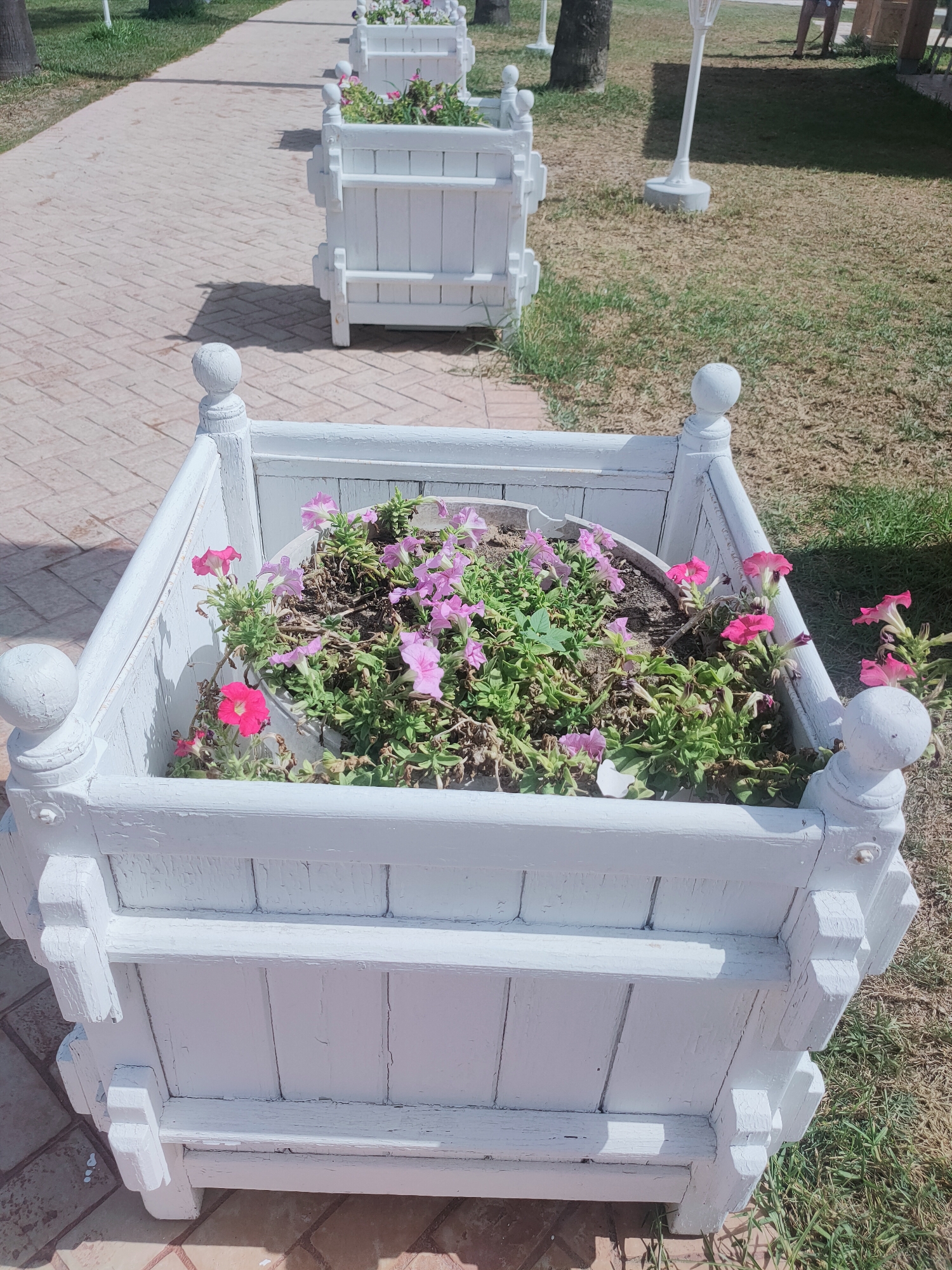 A bright, daytime, eye-level, outdoor shot shows a white wooden planter box filled with pink and purple petunias. The planter box is in the foreground on the right side of the image. The box is weathered and the white paint is peeling. The planter box sits on a brick pathway which extends into the background, curving slightly to the left. To the left of the pathway is a patch of green grass, and further back are more white wooden planter boxes, also with petunias. Beyond the grass and pathway, palm trees and a tall white lamp post are visible, suggesting a park or garden setting. The overall impression is one of a well-maintained outdoor public space in Nabeul, Tunisia.