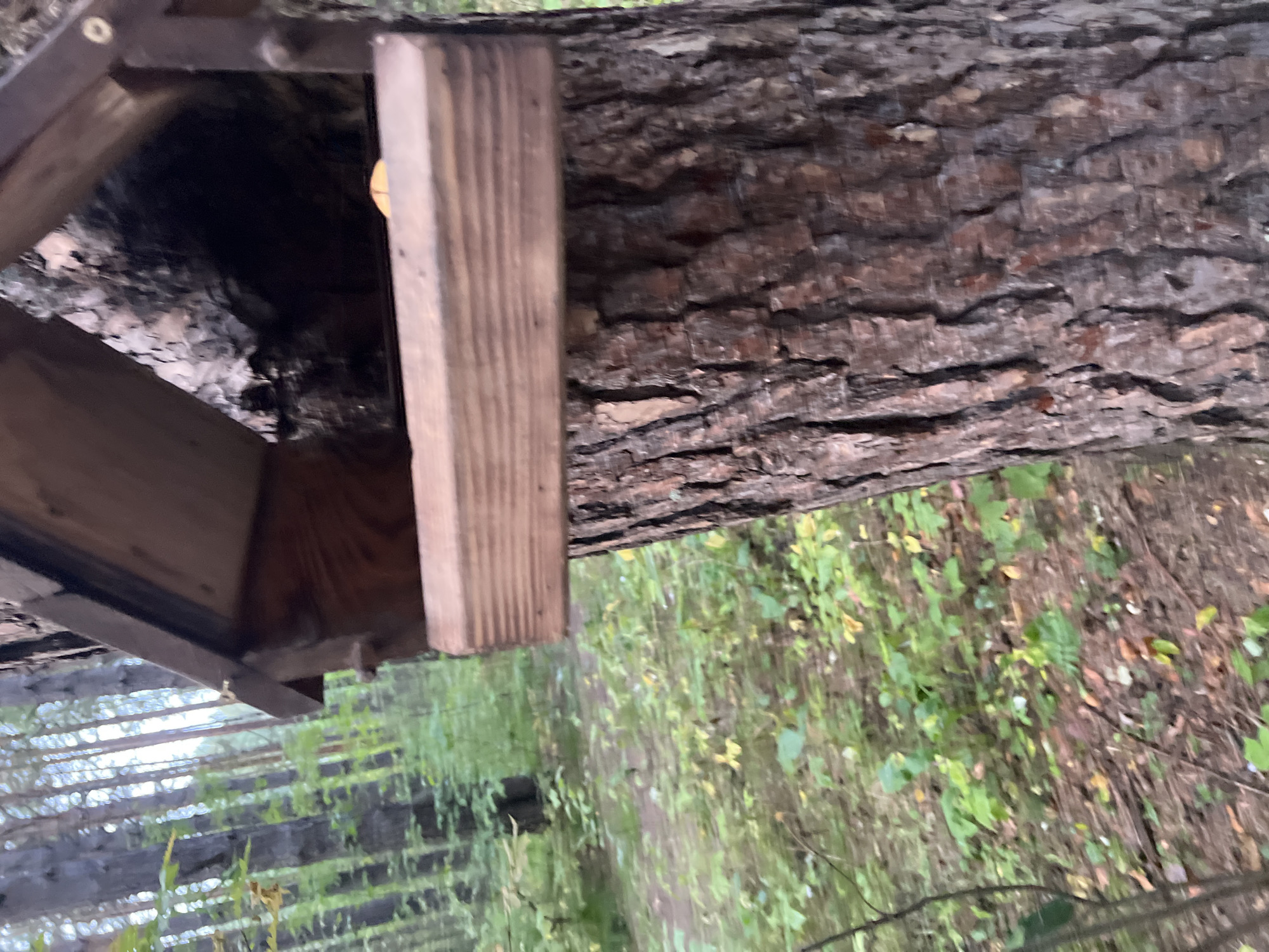 A wooden bird feeder is attached to the rough bark of a tree in a forest. The bird feeder has a sloped roof and a horizontal feeding ledge. Beyond the tree, a forest floor is visible with sparse green undergrowth and fallen leaves. The background shows a dense stand of pine trees with sunlight filtering through the canopy. The image appears to have been taken in an outdoor, natural setting, possibly a park or forest within Krasnoyarsk, Russia.