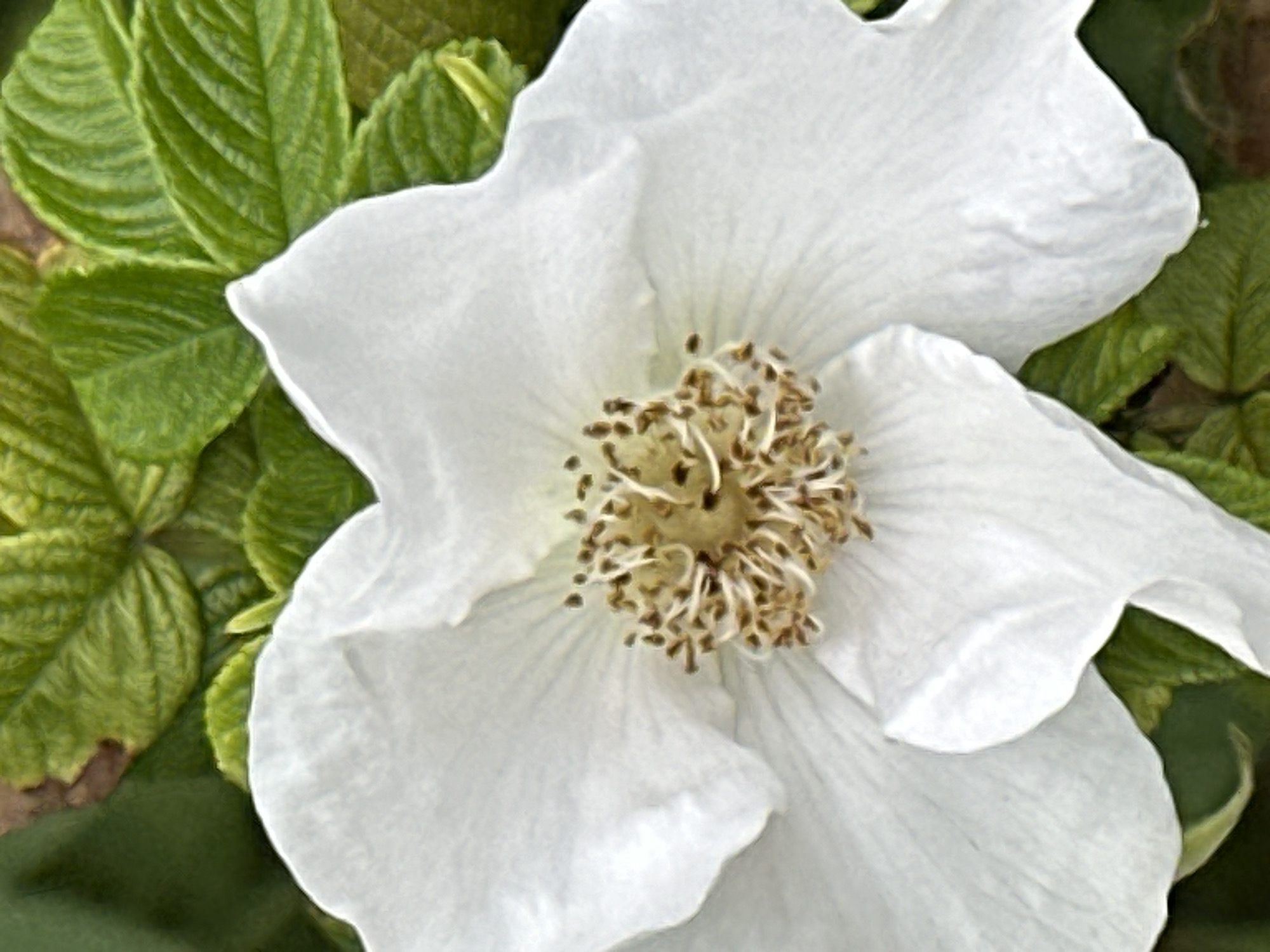 This is a close-up, vertical, outdoor, eye-level shot of a single white rose. The rose is in full bloom, with its petals unfurling to reveal a cluster of brown stamens at its center. The petals are delicate and slightly ruffled, with visible veins. The rose is surrounded by lush green leaves, some of which are slightly out of focus, creating a soft background. The lighting appears to be natural daylight, casting subtle shadows and highlighting the textures of the petals and leaves. There are no people or man-made objects visible in the frame. The image provides no information about its location in Podolsk, Russia.