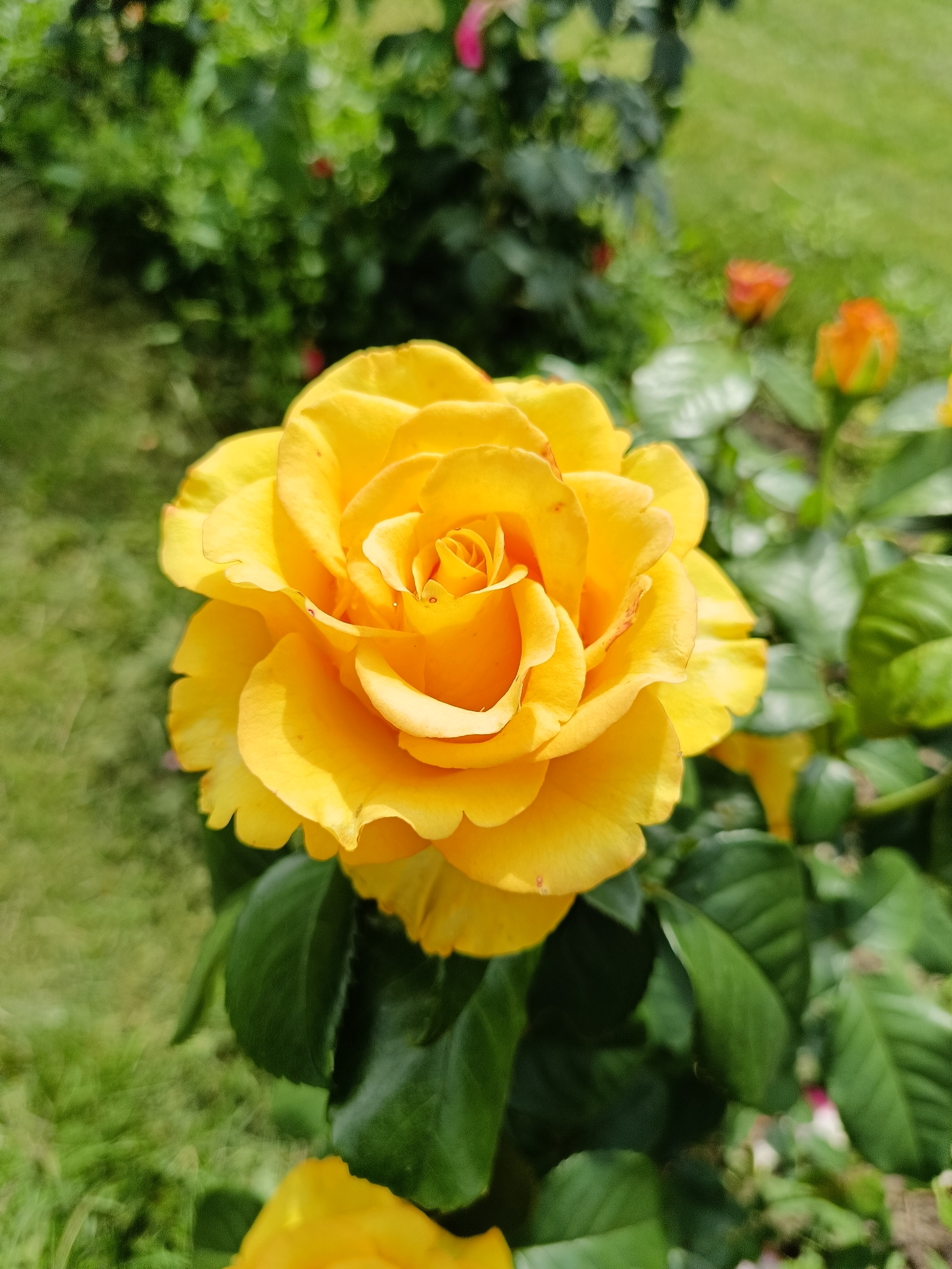 In the city of Lagovskoe, Russia, a close-up, eye-level photograph captures a vibrant yellow rose in full bloom, occupying the central and right portions of the frame. The rose's petals are a rich, sunny yellow, with some showing subtle hints of orange or red at their edges. The flower is highly detailed, revealing the delicate texture and layered structure of its bloom. The background is softly blurred, creating a bokeh effect. To the left of the rose, lush green foliage and grass are visible, suggesting a garden setting. In the mid-ground and background, other elements are present but out of focus: hints of green leaves, some small, reddish-pink flowers, and two small, orange rosebuds. The lighting appears to be natural daylight, illuminating the rose and casting soft shadows. The overall scene evokes a peaceful and natural outdoor environment.