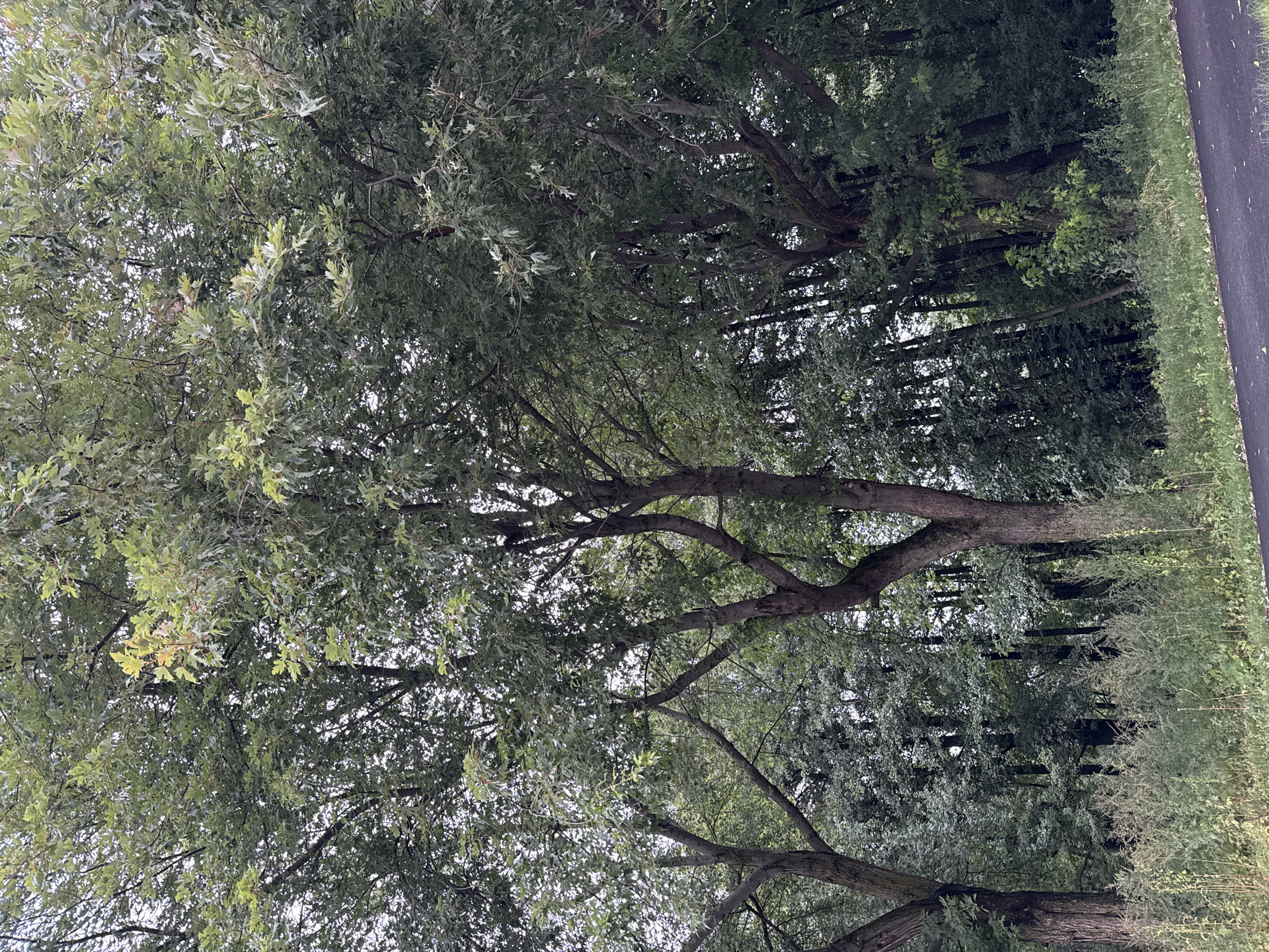 The image depicts a natural scene featuring a cluster of large trees with dense green foliage, suggesting a park or wooded area. The trees are of varying sizes, with some appearing older and thicker-trunked, while others are more slender. The leaves are a rich green, indicative of a temperate climate during the growing season. Beneath the trees, there is an undergrowth of smaller plants and tall grasses. To the right of the image, a dark asphalt path is visible, suggesting it is a trail or road within the area. The sky is overcast, creating a diffused light that illuminates the scene without harsh shadows. The overall impression is one of a serene, natural environment. This scene could be located in one of Tallinn's many green spaces, such as Kadriorg Park, Pirita Forest, or a smaller neighborhood park, offering a natural retreat within the city. There are no people or animals visible in the image.
