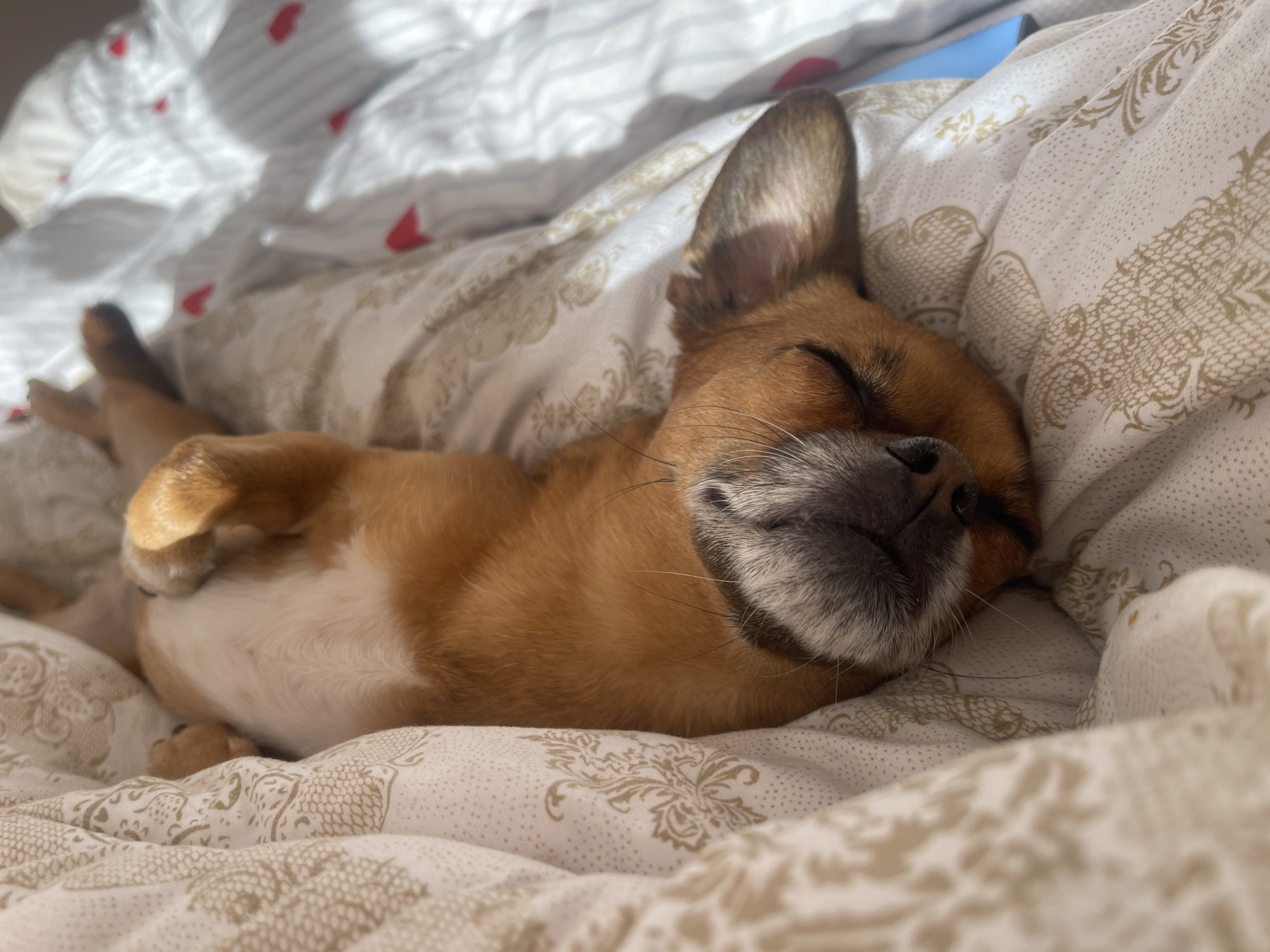 A small, tan-colored dog with a white chest and paws is sleeping soundly on a bed. The dog is curled up on its side, with its eyes closed and its muzzle resting on a patterned comforter. The comforter has a cream-colored background with a delicate, gold floral pattern. The dog's ears are perked up, suggesting it might be a breed with prominent ears, such as a chihuahua or a terrier mix. Sunlight is streaming in, casting soft shadows and highlighting the dog's fur. The scene appears to be an indoor setting, likely a bedroom, given the presence of the bed and comforter. The overall mood is peaceful and serene, capturing a moment of deep sleep for the pet. The time of day appears to be morning or early afternoon, as indicated by the quality of the light. No visible text is present in the image.