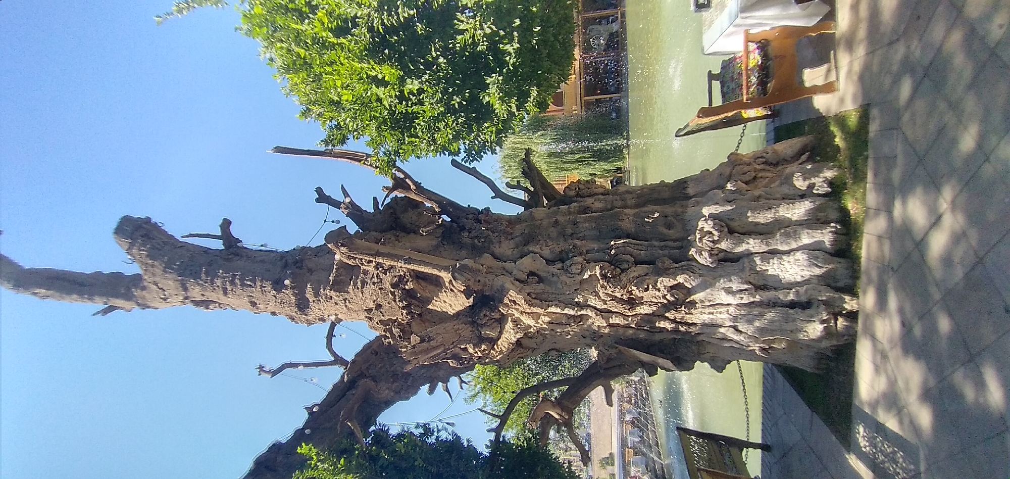 The media file displays a scene outdoors, with a prominent focus on a large, gnarled, dead tree trunk. The trunk is textured and weathered, with visible branches and twists, suggesting age and a unique form. String lights with bulbs are draped across some of the branches of the dead tree.
In the background, a body of water, possibly a pond or lake, is visible with a fountain creating splashes. Adjacent to the water, there's a seated area with wooden furniture, including chairs and a table. A white tablecloth is on the table, and some colorful decorations are present on one of the chairs. Further in the background, there are buildings and lush green trees, contributing to an outdoor dining or recreational setting. The sky is a clear, bright blue, indicating daytime. The overall mood of the scene appears peaceful and relaxed, set in a natural environment with amenities for people. No individuals are visible in the frame, and no text is discernible.