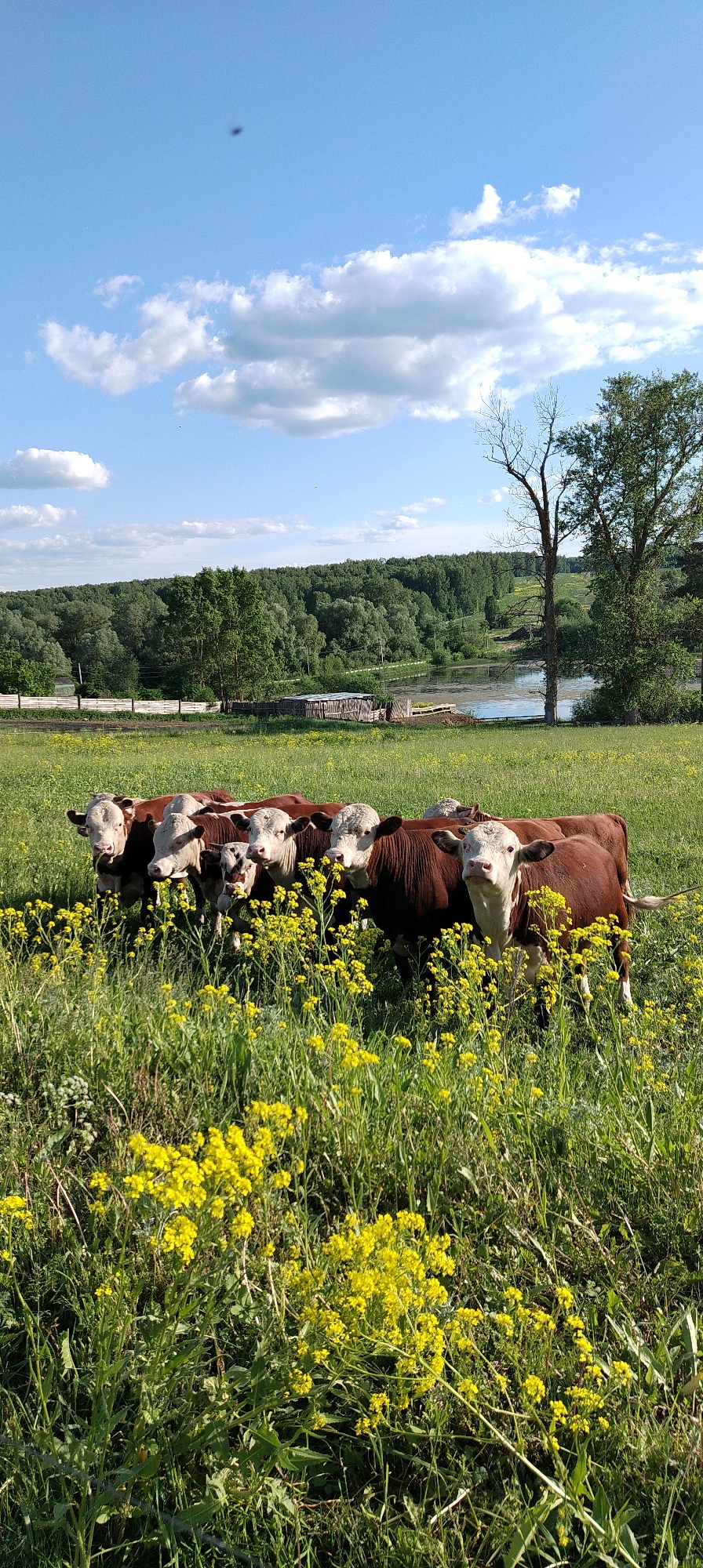 The image presents a rural landscape in Зипуново, Russia, under a bright blue sky with scattered white cumulus clouds. In the foreground, a group of approximately seven to eight Hereford-type cattle, identifiable by their reddish-brown bodies and white faces, are partially obscured by dense green grass and numerous clusters of bright yellow wildflowers. The cattle are positioned facing towards the viewer, with one smaller, possibly juvenile, animal with a spotted coat visible among them. The mid-ground features a calm body of water, appearing to be a pond or small lake, with some floating green vegetation on its surface. Adjacent to the water on the left, a weathered wooden fence runs horizontally, and a small, rustic wooden structure or shed is visible. Several trees are present in the mid-ground, including a prominent tall, bare, dead tree and a healthy, leafy green tree to its right. The background is dominated by a dense, verdant forest line. A distinct, dark, oblong speck is visible in the upper central portion of the sky, indicative of a dust particle on a camera lens, along with several smaller, faint dark specks.