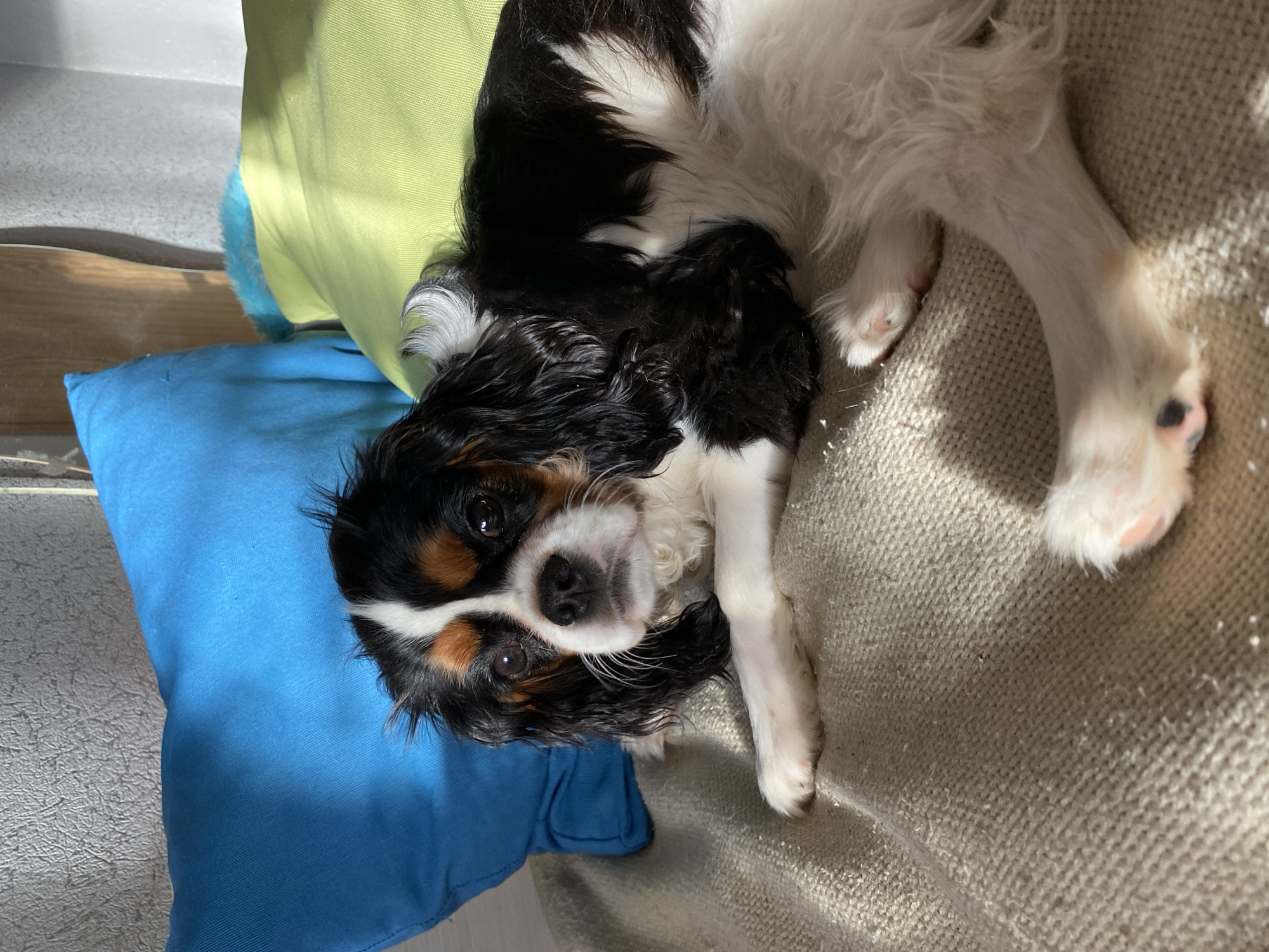 A Cavalier King Charles Spaniel lies on a light brown textured surface, likely a sofa or blanket. The dog has a black, white, and tan coat and is resting its head on a blue pillow. A green pillow is partially visible behind the blue one. The location is undiscernible, so the city of Votkinsk, Russia, cannot be confirmed or denied. The scene appears to be indoors, likely in a domestic setting. There are no people visible in the frame.
