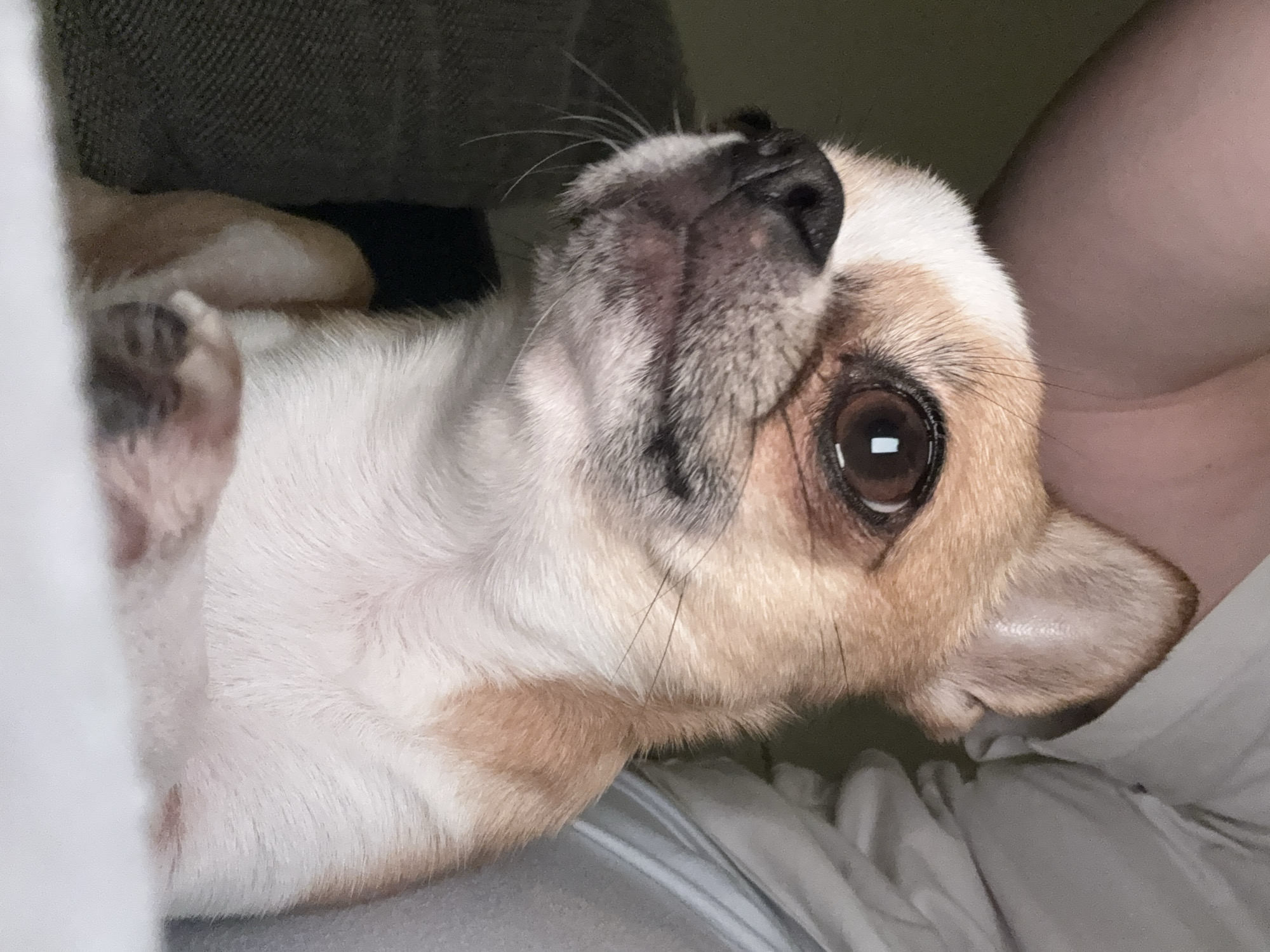 A small, light-furred chihuahua dog is lying on its back on a bed covered with white and gray striped sheets. The dog's head is tilted upwards, showcasing its muzzle, whiskers, one brown eye, and ear. The dog's fur is predominantly white with patches of tan. Part of a person's arm and a sofa are visible in the background. The image was not taken in Berlin, Germany; there is no indication of it within the image.
