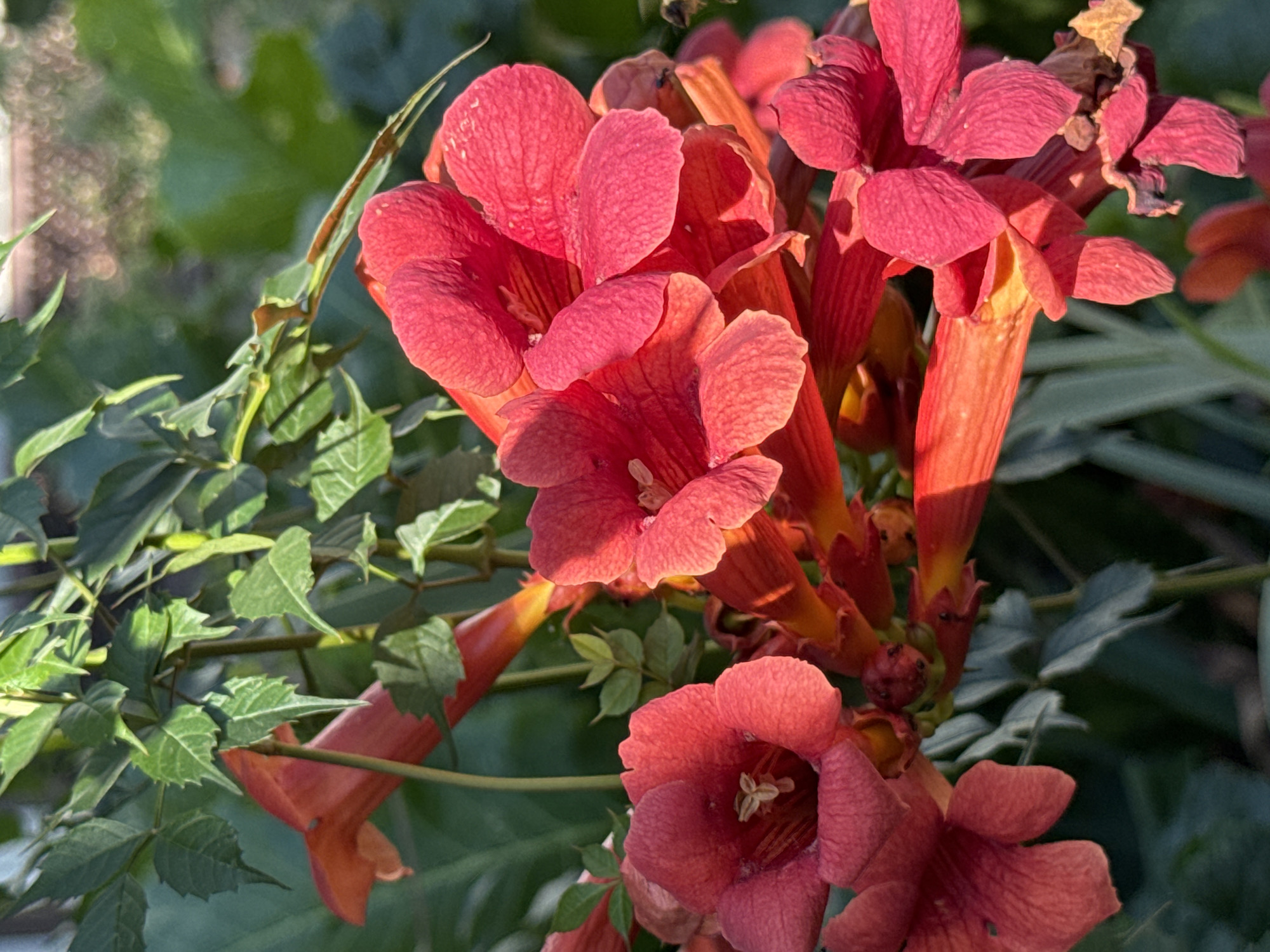A cluster of trumpet-shaped, vibrant red-orange flowers is in sharp focus against a blurred background of green foliage and some light-colored bokeh. The flowers appear to be in various stages of bloom, with some fully open and others still tightly furled. The lighting suggests it is daytime, with sunlight casting highlights and shadows on the petals. The overall impression is of a close-up shot of a flowering vine. There is no indication of Rostov-on-Don, Russia, or any human presence in the image.
