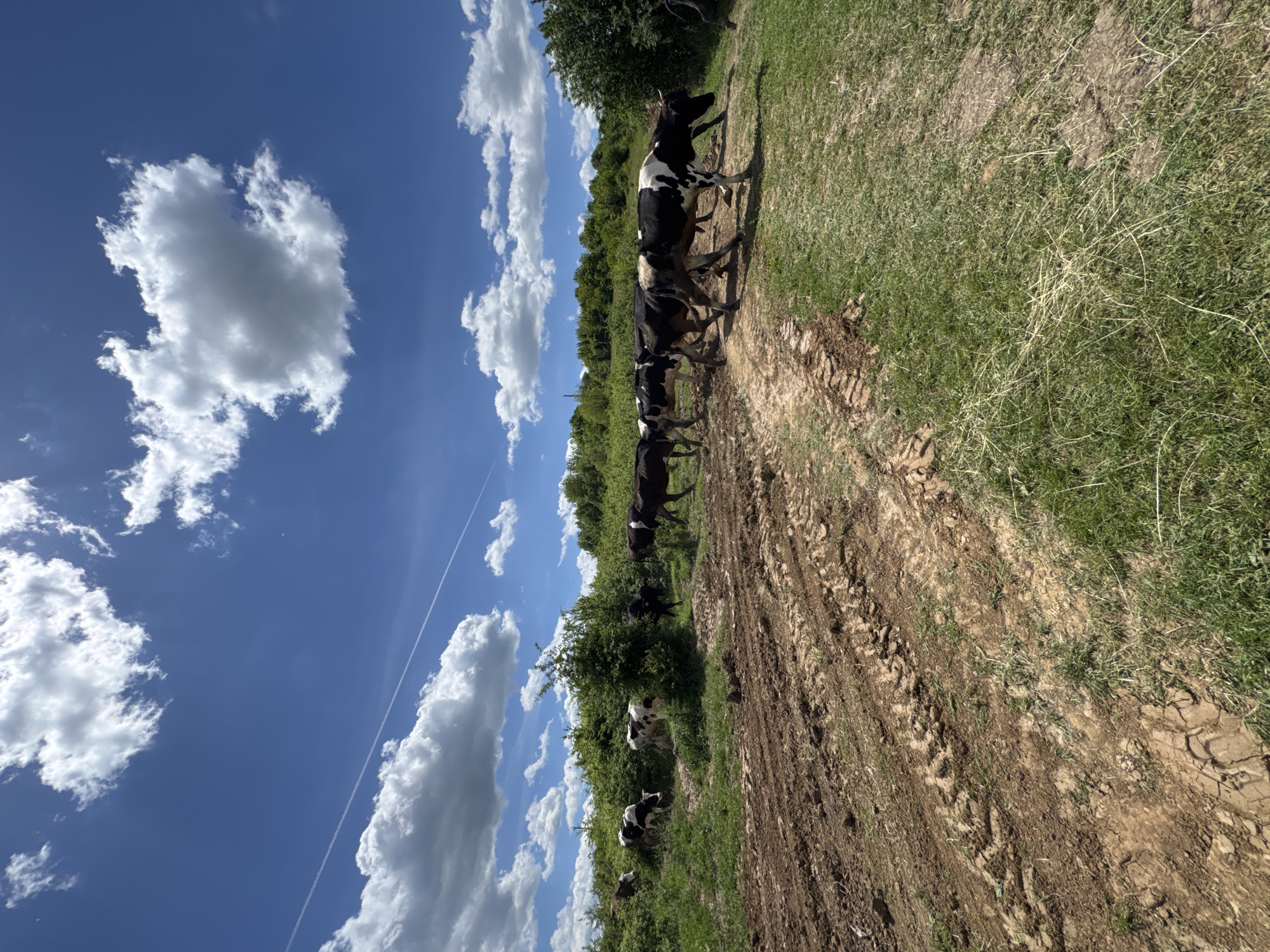A photograph shows a view of a dirt path in what appears to be a rural setting in Dermantsi, Bulgaria. The path runs diagonally across the frame, showing tire tracks and dried mud. A line of black and white cows walks along the path, some more visible than others due to distance and possible obscuration by vegetation. The field on either side of the path is covered in green grass and foliage with trees visible in the background. The sky is blue with scattered white clouds. A contrail from an airplane is visible cutting across the sky.