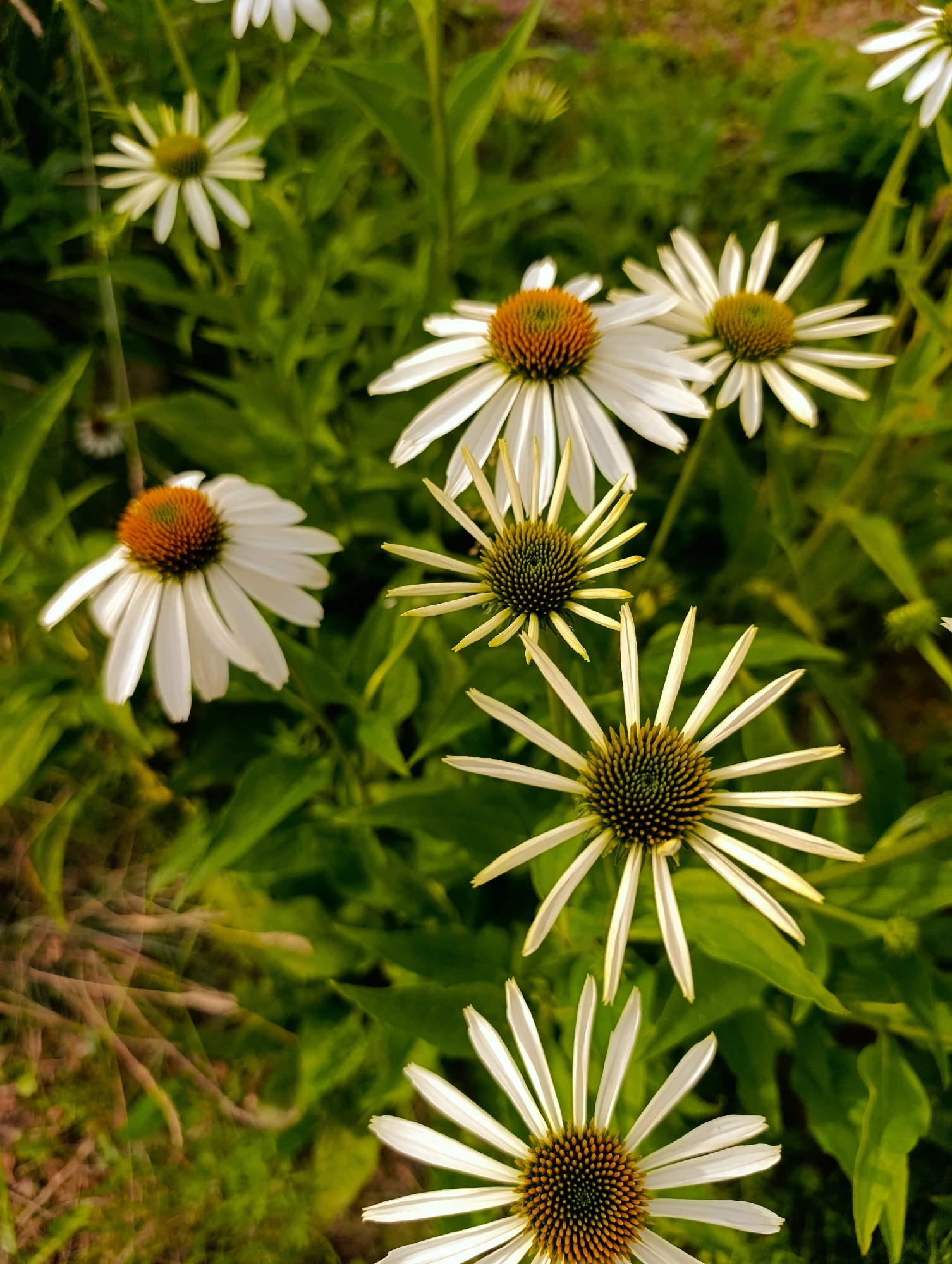 The image depicts a close-up, vertical shot of several white coneflower blossoms with prominent orange-brown centers, surrounded by lush green foliage. The flowers exhibit delicate, ray-like petals that curve slightly downwards, and their spiky central cones are clearly visible. The lighting suggests an outdoor environment, likely a garden or natural setting, with soft shadows and a shallow depth of field that blurs the background. The overall impression is one of natural beauty and tranquility, with the vibrant white of the petals contrasting against the verdant green of the leaves. The image does not contain any information that would allow for its location to be identified as Moscow, Russia, nor does it depict any people, actions, or interactions.
