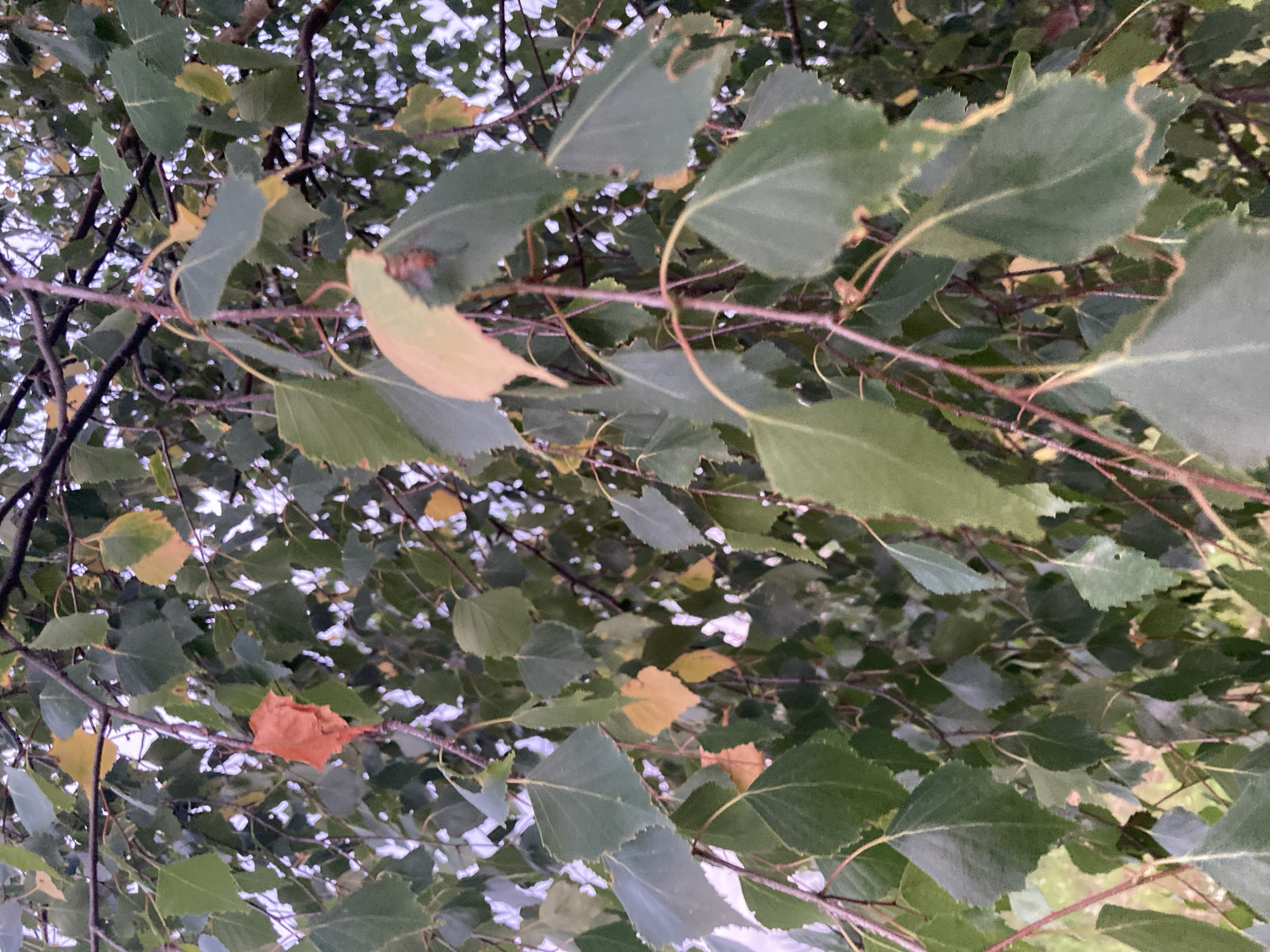 The image shows a close-up view of birch tree branches with green and yellowing leaves, indicating an autumn setting. Some leaves have begun to fall. The branches are thin and dark brown, with some lighter, younger stems. The background is blurred, showing more foliage and the sky. There is a single bright orange leaf prominently featured on the left side of the image. On the right side of the image, a bee is visible on a leaf. The overall impression is of a natural, outdoor scene, likely in a park or forest, consistent with the rural setting of Міханавіцкі сельскі Савет, Belarus. There are no people or man-made structures clearly visible.