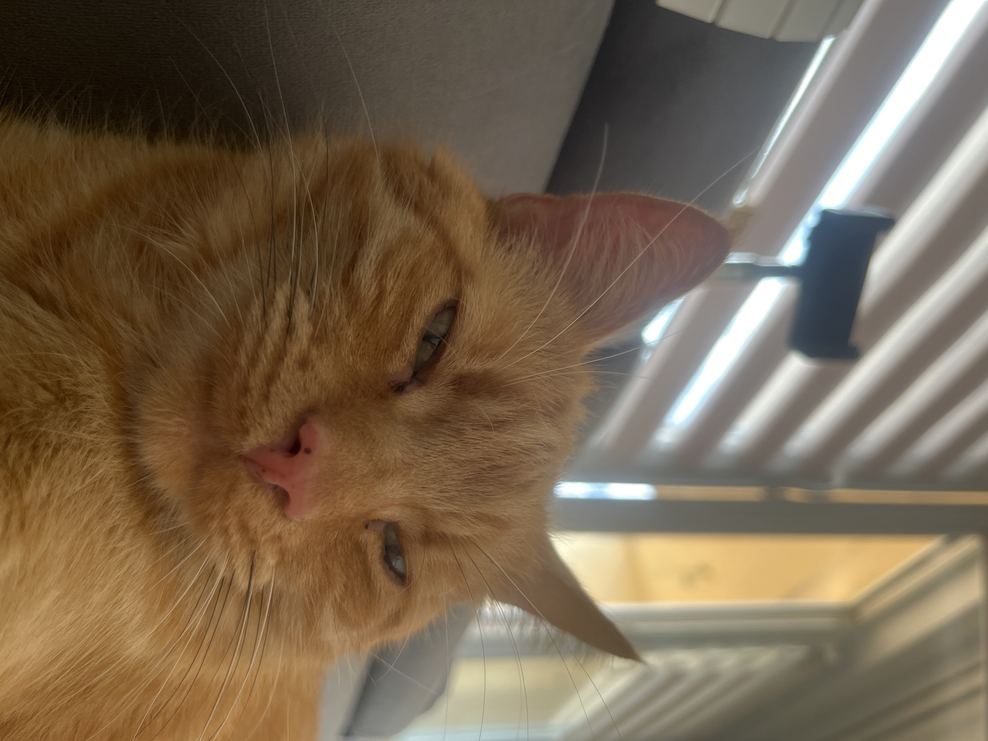 A close-up, low-angle, eye-level photograph shows an orange tabby cat resting on a gray sofa. The cat is facing the camera, with its head tilted slightly to the right. Its eyes are partially closed, giving it a sleepy or content expression. The cat's nose is pink, and its whiskers are long and white.
In the background, horizontal blinds are visible, casting striped shadows across the scene. To the right, a window lets in natural light, illuminating the area behind the cat. The overall environment suggests an indoor setting, possibly a living room or bedroom. The image quality is sharp, with a shallow depth of field that blurs the background and focuses attention on the cat's face. No specific location in Zabrze, Poland, can be determined from the visual information present.