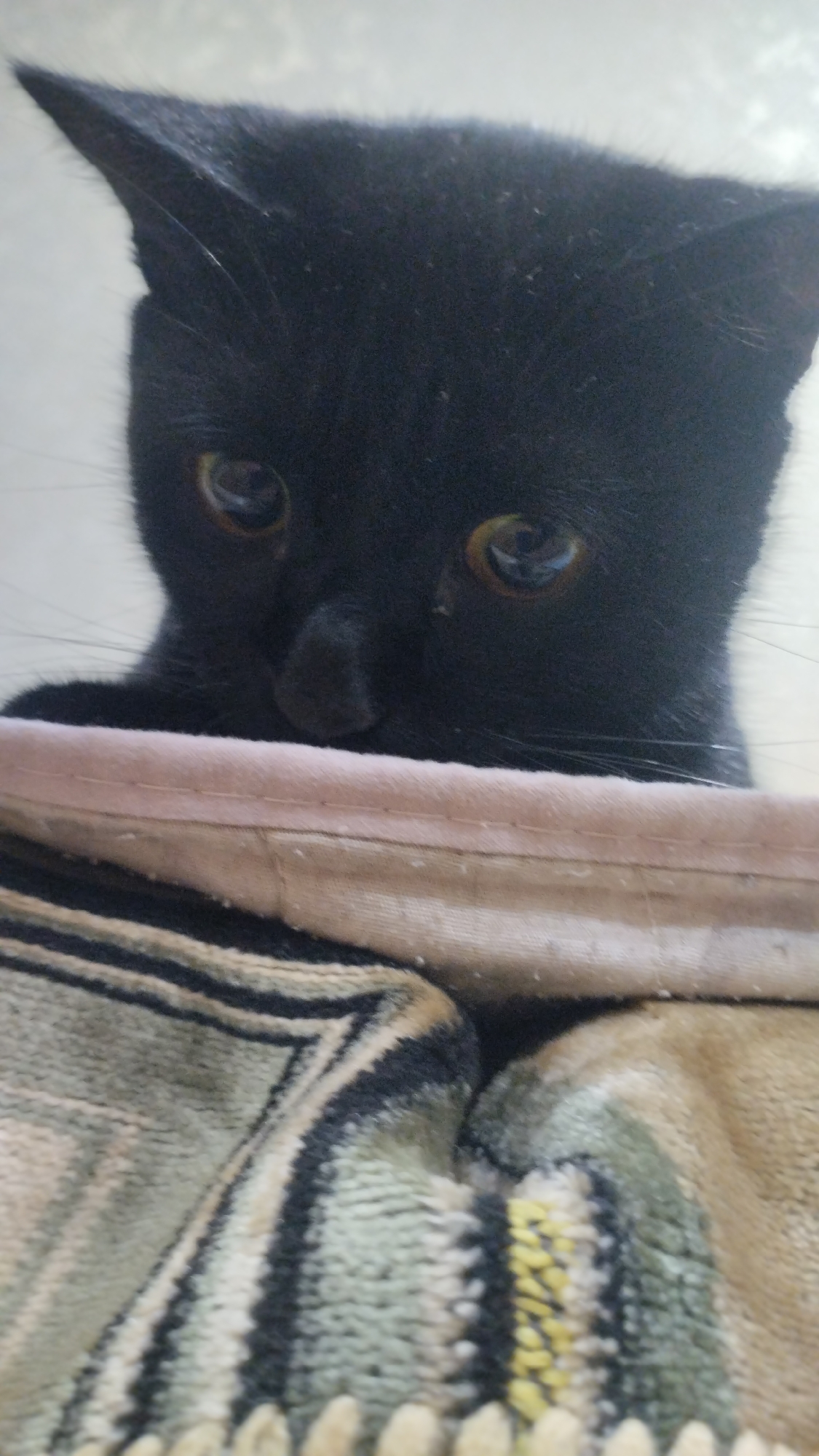 A close-up, vertical, eye-level shot shows the face of a black cat peeking over a textured fabric surface. The cat's fur is dark and appears slightly disheveled, with some dust or lint visible on its head and ears. Its eyes are wide open, with dark pupils and yellowish irises, looking directly at the camera. The cat's nose is prominent and appears slightly upturned.
The fabric surface the cat is peeking over is a multi-layered textile. The top layer is a smooth, light pink fabric with visible stitching. Beneath this is a patterned fabric with a textured weave. The pattern consists of thick stripes in black, beige, and a greenish-gray color. There are also thinner stripes of yellow and white. The fabric has a soft, fuzzy appearance, suggesting it could be a blanket or upholstery.
The background is out of focus and appears to be a light-colored, possibly textured wall or surface. The lighting is soft and diffused, casting no harsh shadows. The image has a shallow depth of field, with the cat's face and the immediate fabric being in sharp focus, while the background is blurred.
There is no identifiable location in the city of Semey, Kazakhstan, or any specific environmental context provided by the image itself. The scene is domestic in nature, focusing solely on the cat and the fabric.