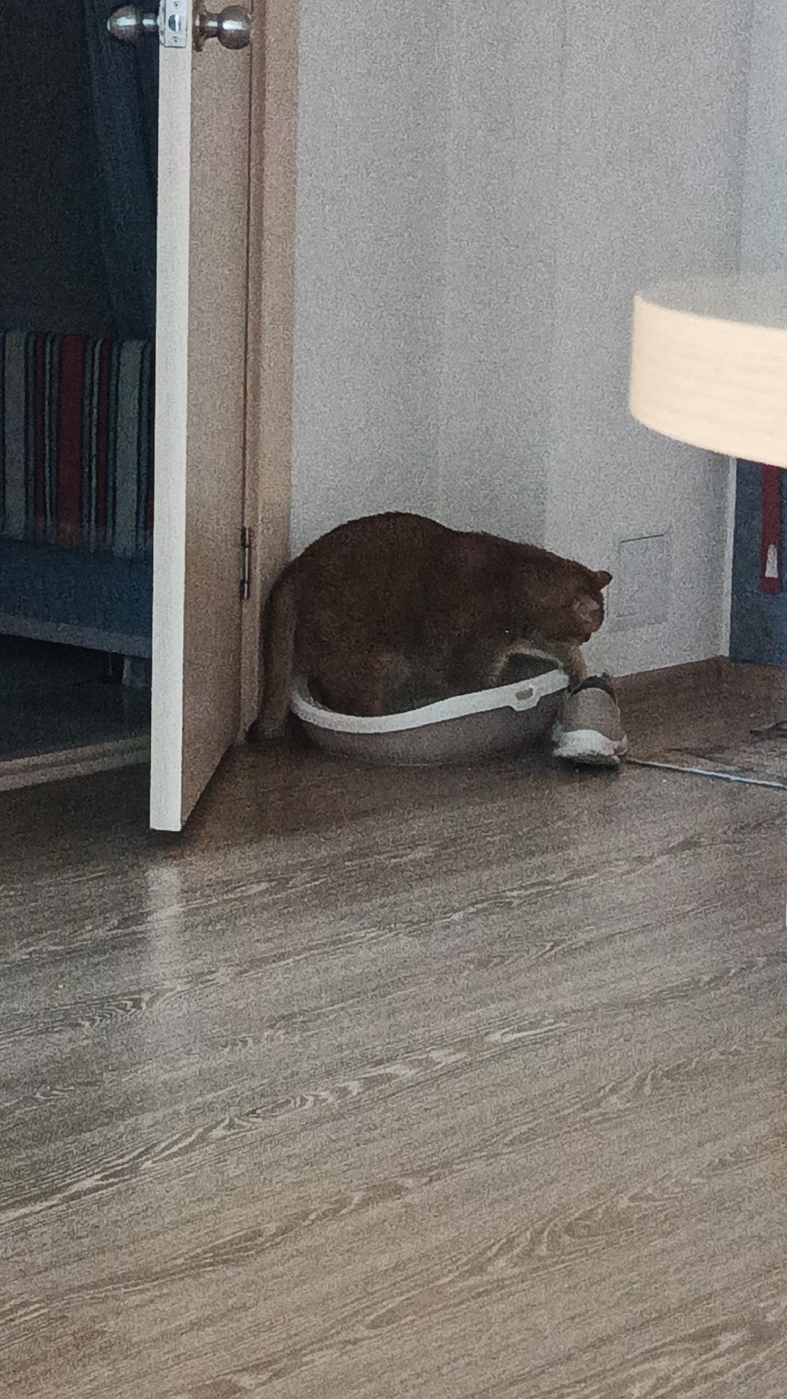 The image depicts a domestic indoor scene. In the center, an orange-brown cat is sitting inside a beige litter box. The litter box is positioned on a light brown wooden floor. To the left of the litter box is a partially opened door, revealing a glimpse of a bed with striped bedding. To the right of the cat, a single shoe is placed on the floor next to the litter box. The background consists of a light-colored wall. There are no visible indications of the city of Yekaterinburg, Russia.