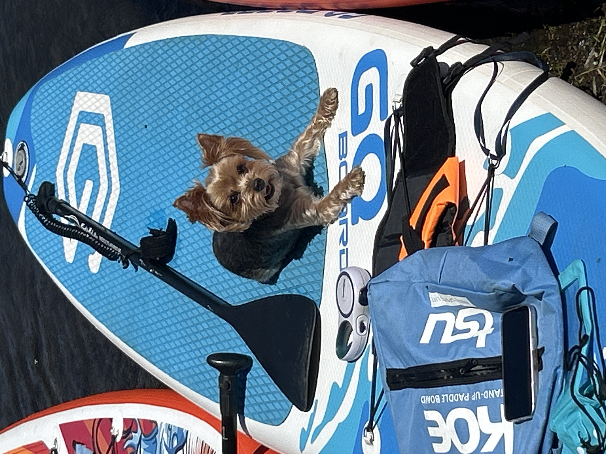 A small, brown Yorkshire Terrier dog with its ears perked is lying on a blue and white stand-up paddleboard on the water. The dog is positioned in the center of the paddleboard, facing the camera with its mouth open and tongue slightly out. To the left of the dog, a black paddle is resting on the board. In the lower left of the image, a blue bag with white lettering that reads "KOE STAND-UP PADDLE BOARD" and "TSU" is visible. A black smartphone is placed on top of the bag. To the right of the dog, a black harness with orange accents is lying on the paddleboard. The paddleboard itself has a textured blue surface with a white logo. The water surrounding the paddleboard is dark and appears calm. Another paddleboard with red and white graphics is partially visible on the far left of the image. The scene is illuminated by bright sunlight. The image does not provide any visual cues to indicate its location in the city of Усть-Мана, Russia.