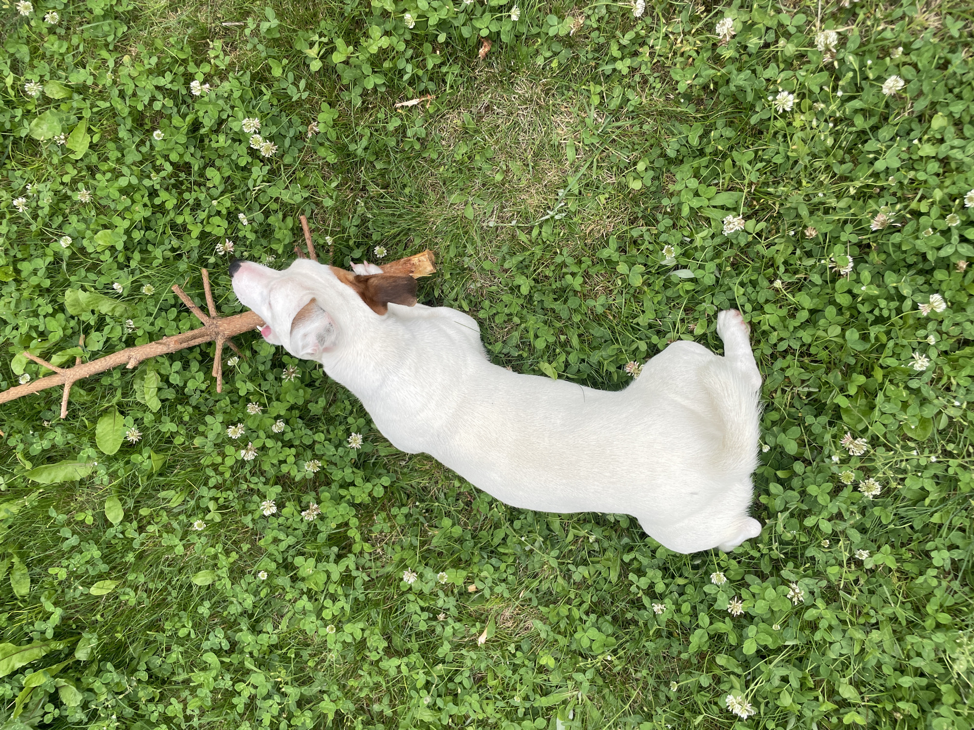 A white dog with brown markings lies on a patch of grass and clover, holding a stick in its mouth. The dog is facing to the left of the frame and its eyes are not visible. The grass is green and there are small white clover flowers scattered throughout. A few larger leaves are also visible. The scene appears to be outdoors during the daytime, with natural light illuminating the dog and the surroundings. The overall mood is peaceful and relaxed, suggesting the dog is enjoying playtime in a natural setting. There is no visible text in the image. The location is Velingrad, Bulgaria.