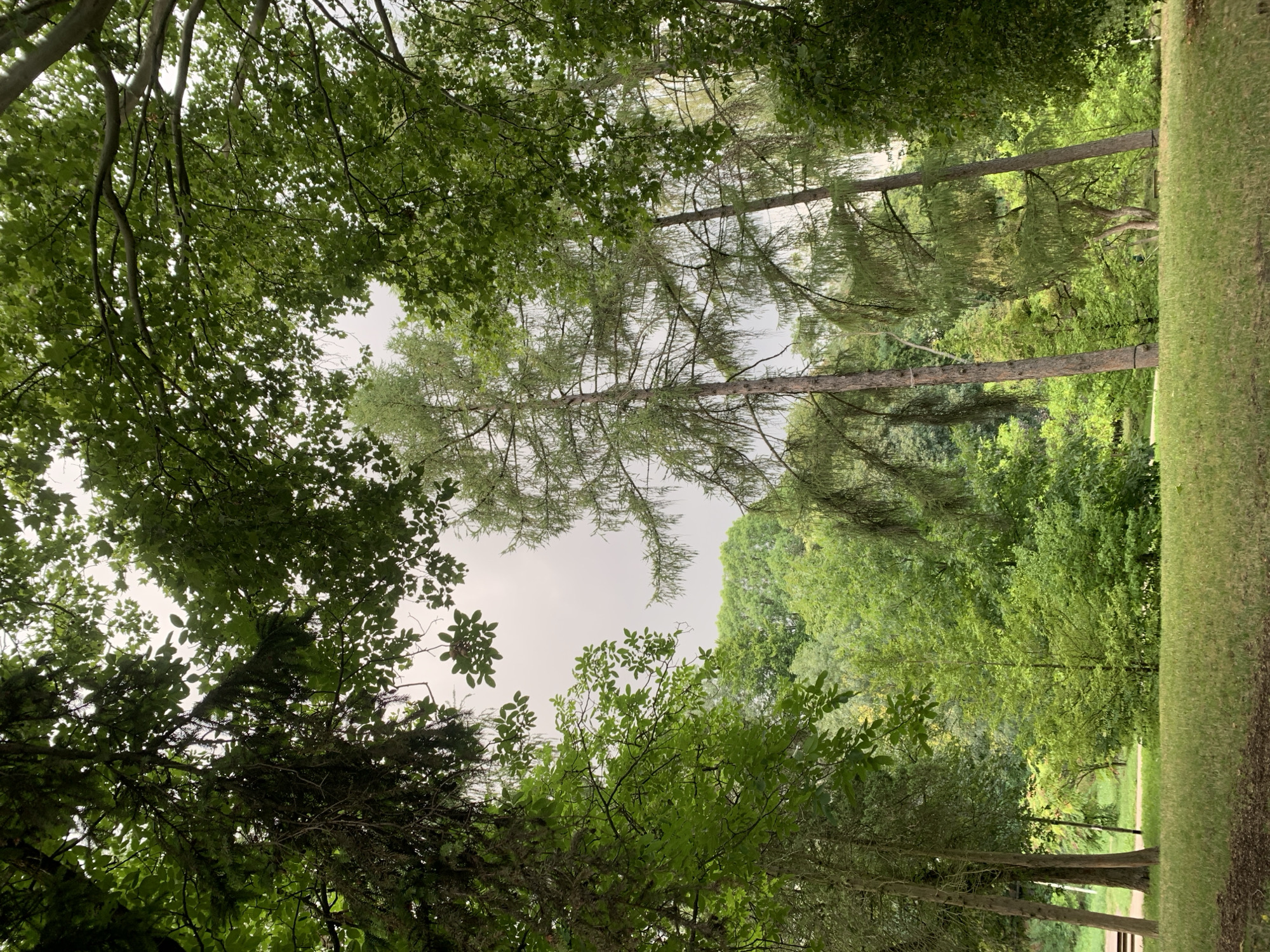 This image depicts a park scene in Lviv, Ukraine, with a focus on lush greenery and mature trees. The foreground features a gently sloping grassy area. In the midground, a dense arrangement of trees, varying in height and foliage type, creates a naturalistic backdrop. Among these, several tall, slender trees with fine, drooping branches stand out, possibly larches. The background consists of a further layer of trees and foliage, suggesting a larger park or wooded area. The sky above is overcast and appears light grey. The overall impression is one of a peaceful, natural environment within an urban setting.