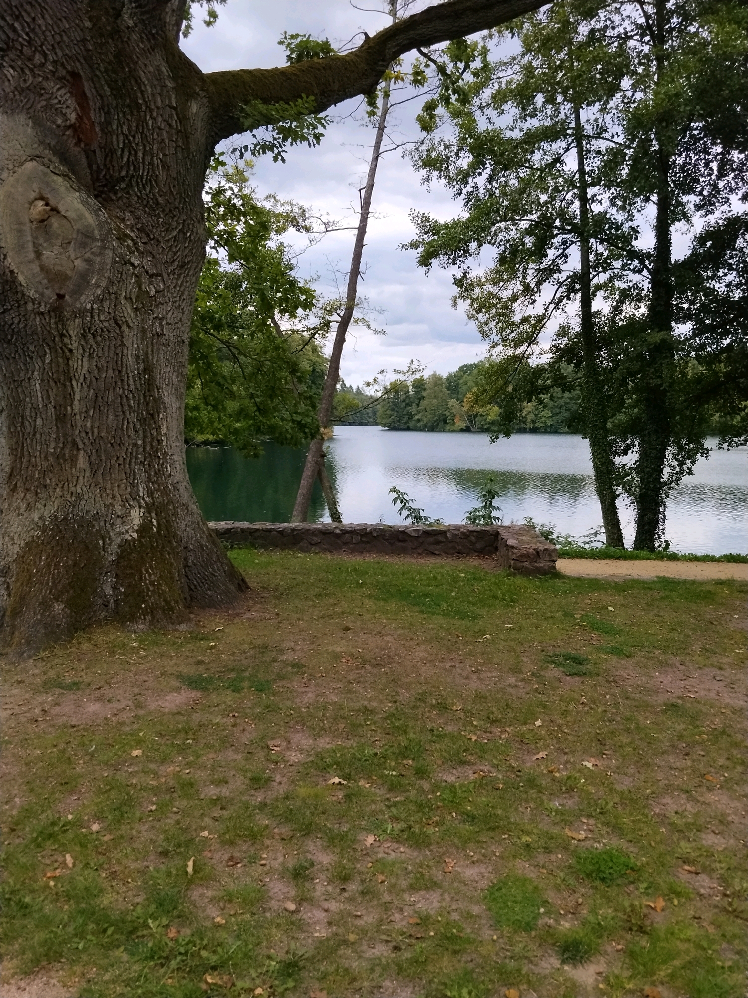 The image depicts a serene lakeside scene in Łagów, Poland. In the foreground, a large, old tree with a thick, textured trunk dominates the left side of the frame. Its branches extend upwards and towards the right, partially obscuring the sky and a smaller, bare tree behind it. The ground in the immediate foreground is covered with patchy grass and fallen leaves. A low, roughly constructed stone wall runs horizontally across the mid-ground, separating the grassy area from the water's edge. Beyond the wall, a calm lake reflects the overcast sky and the lush green trees lining its far shore. The far bank of the lake is densely wooded, with a variety of deciduous trees. A sandy path or area is visible to the right of the stone wall, leading towards the lake. The overall atmosphere is peaceful and natural.