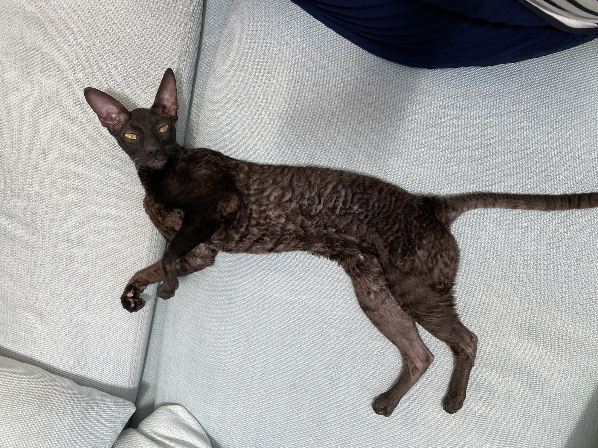 A dark brown, curly-haired cat is lying on its back on a light blue, textured sofa. The cat's eyes are open and yellow, and its head is tilted to the left. Its front paws are crossed over its chest, and its hind legs are splayed out. The cat appears relaxed and comfortable. The background consists of the sofa and a portion of a person wearing a dark blue garment. The image does not contain any specific identifiable landmarks or context that would place it in Flammersfeld, Germany.
