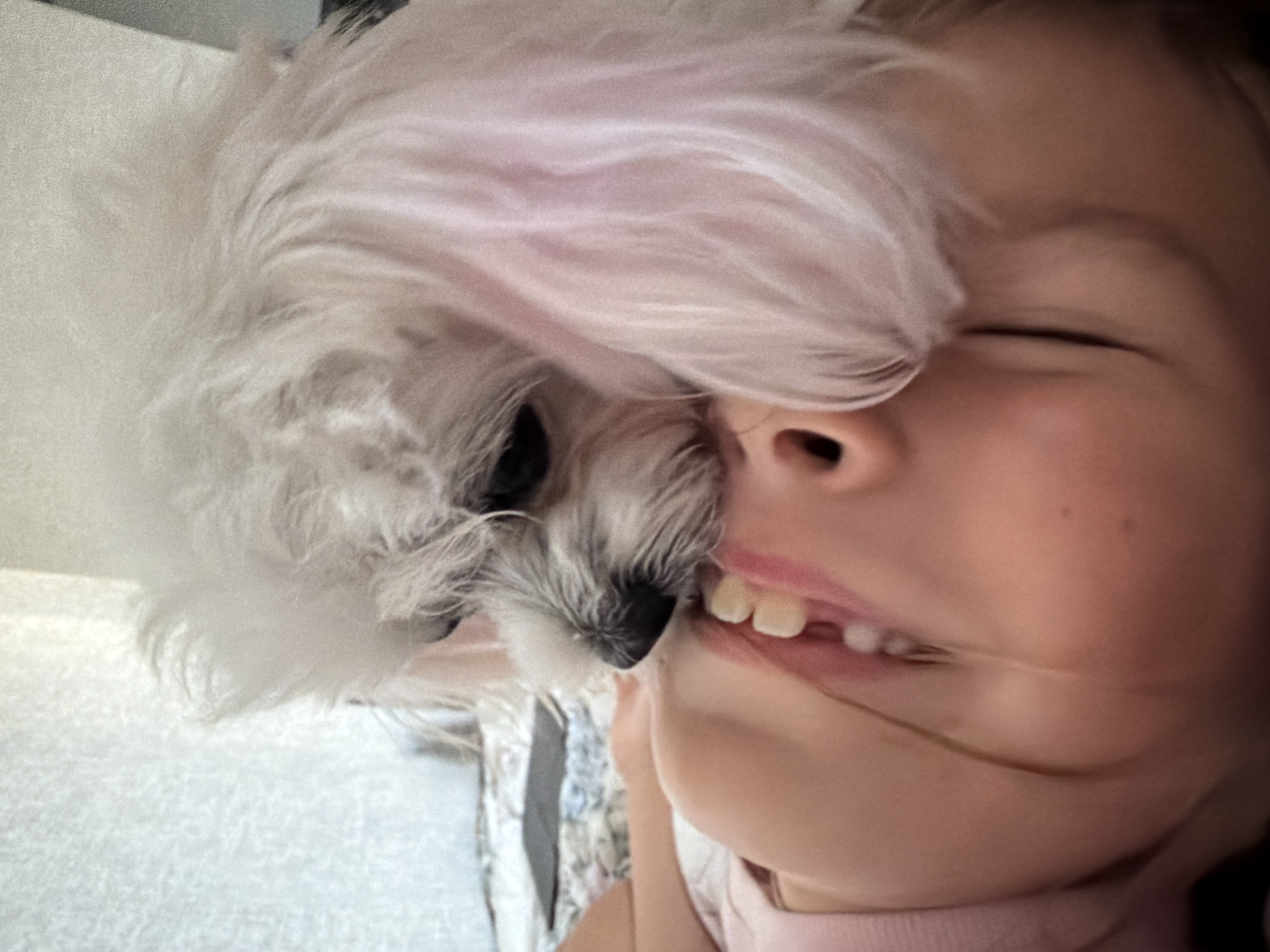 A close-up, overhead shot shows a young child's face pressed against a white dog, with the dog's nose and snout resting on the child's cheek and mouth. The child, wearing a pink shirt, has their eyes closed and their mouth slightly open, revealing teeth. The dog has fluffy white fur with some pinkish tinges, particularly around its ears. The background is blurred, with hints of a textured surface that might be a curtain or bedding. There is no visible indication of the city of Sevastopol, Ukraine.
