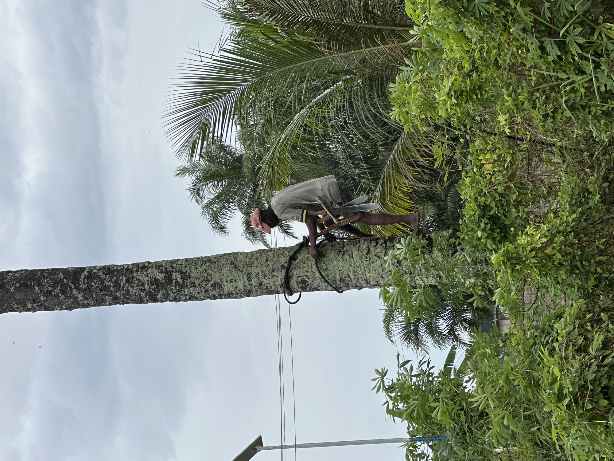 A man climbs a coconut tree in Ikot Ekpene, Nigeria. He wears a light-colored shirt, shorts, and a pink head covering. He is secured to the tree with a rope and appears to be cutting branches with a machete strapped to a wooden frame. The tree is tall and textured, with power lines visible nearby. Lush green foliage surrounds the scene, partially obscuring a building. The sky is overcast.