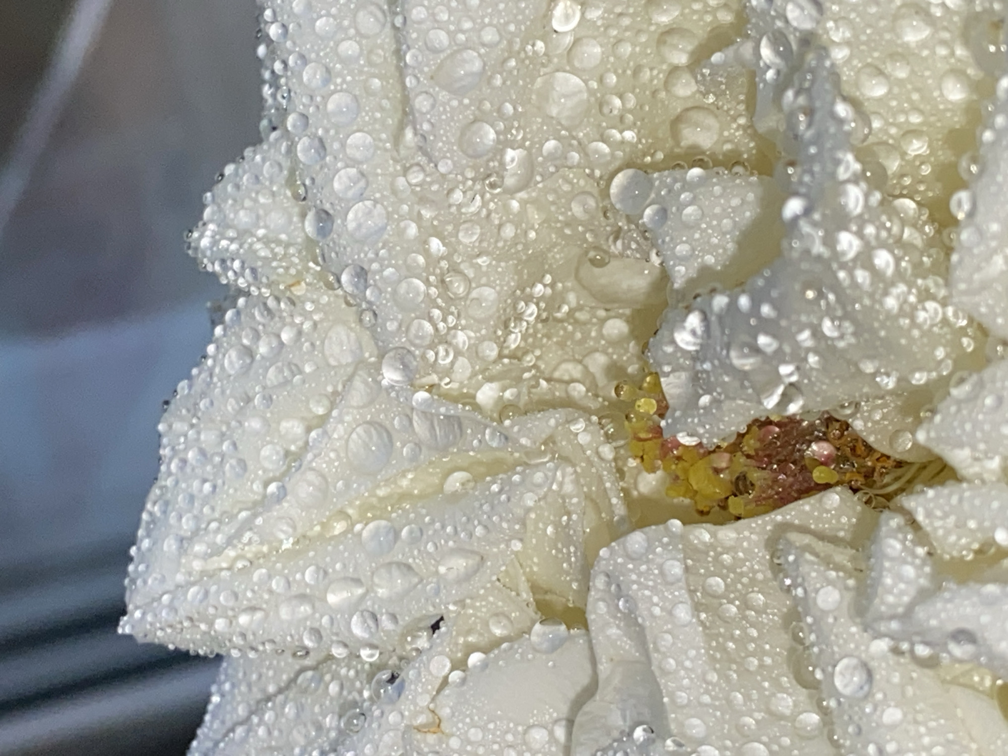 This is a macro photograph of a white flower, possibly a peony, covered in numerous water droplets. The droplets vary in size, from tiny beads to larger, more spherical ones, reflecting light and creating a sparkling effect on the delicate petals. The petals are layered and appear slightly ruffled, with some showing subtle creases and folds. In the center of the flower, a cluster of stamen is visible, a mix of yellow pollen and reddish-brown pistils, adding a touch of color to the predominantly white and translucent scene. The background is softly blurred, with a gradient of muted blues and grays, suggesting an outdoor, possibly overcast environment. There are no people or animals present in the image. The photograph captures a moment of natural beauty after what appears to be a rainfall. There is no information in the image to suggest a specific location in Chaikovsky, Russia.