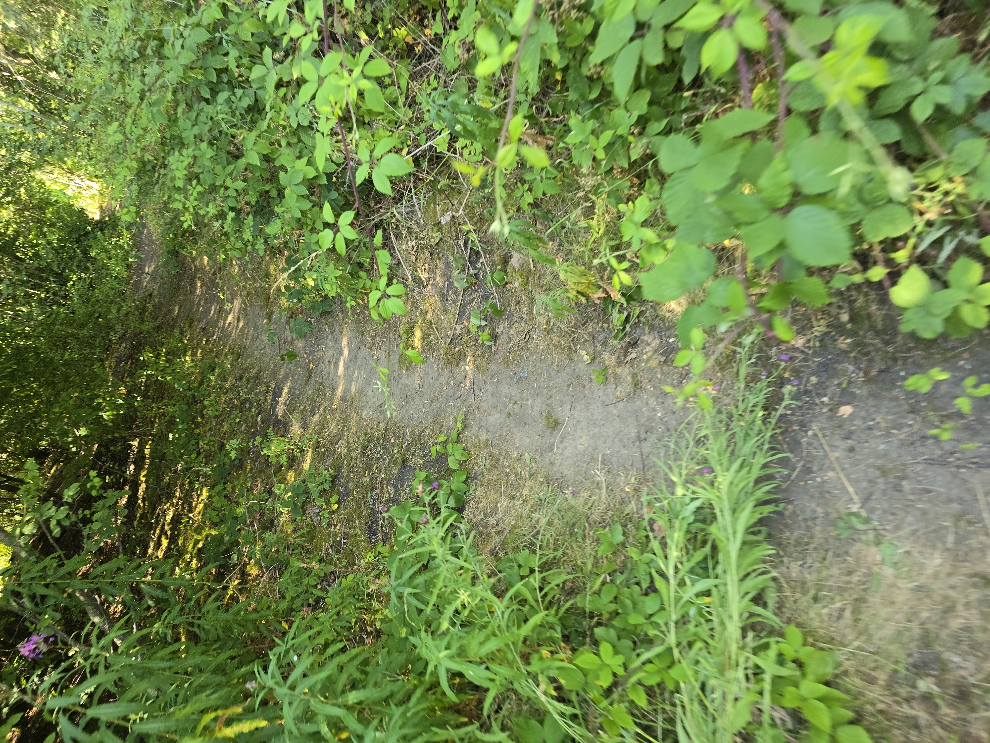 The image shows a dirt path winding through dense green foliage. The path is narrow and appears to be unpaved, with dry grass and moss growing alongside it. Lush green leaves and branches overhang the path, creating dappled shade. In the foreground, to the right, tall green stalks with thin leaves grow vertically, and some small purple flowers are visible. To the left, more greenery, including some with larger leaves, forms a dense wall. The overall impression is of a natural, overgrown trail, likely in a woodland or park setting. The lighting suggests it is daytime, with sunlight filtering through the trees, casting shadows on the path. There is no visible text or indication of any specific activity or event. The scene conveys a sense of tranquility and immersion in nature.