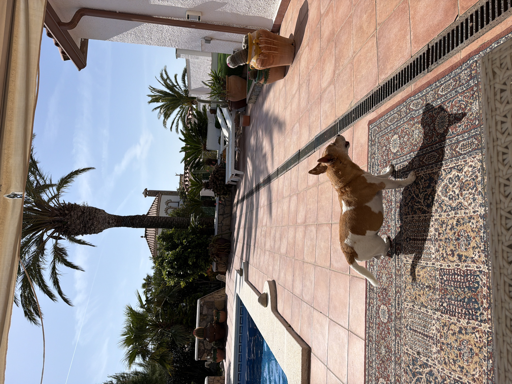 The photograph captures a sunlit patio scene in Mont-roig del Camp, Spain. The location is implied through architectural style and vegetation common to the region. In the foreground, a medium-sized dog with white and brown fur stands on a patterned rug near a pool. The dog is looking upward. The rug is situated on terracotta-colored tiles, adjacent to a drainage grate. Beyond the patio, palm trees and other Mediterranean plants fill the view, with a building visible in the background. The scene is bathed in natural light, creating sharp shadows.