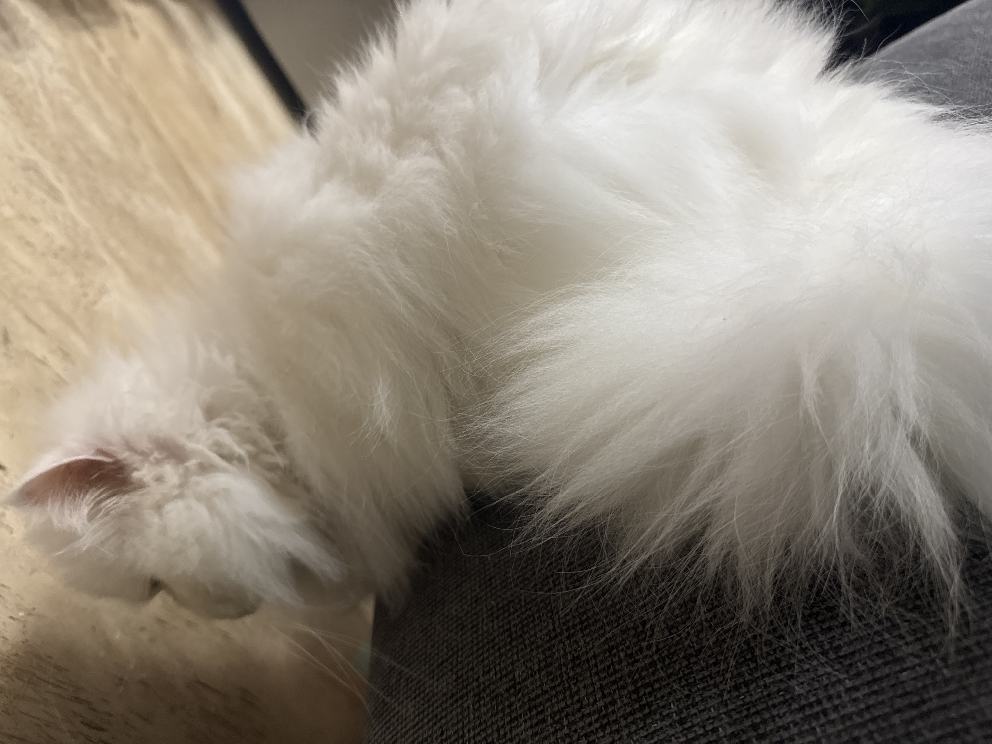 A fluffy white cat is resting. Its head is near a light wood surface, and its body rests on a gray fabric surface. There is no evidence indicating that the image was taken in Burgas, Bulgaria.